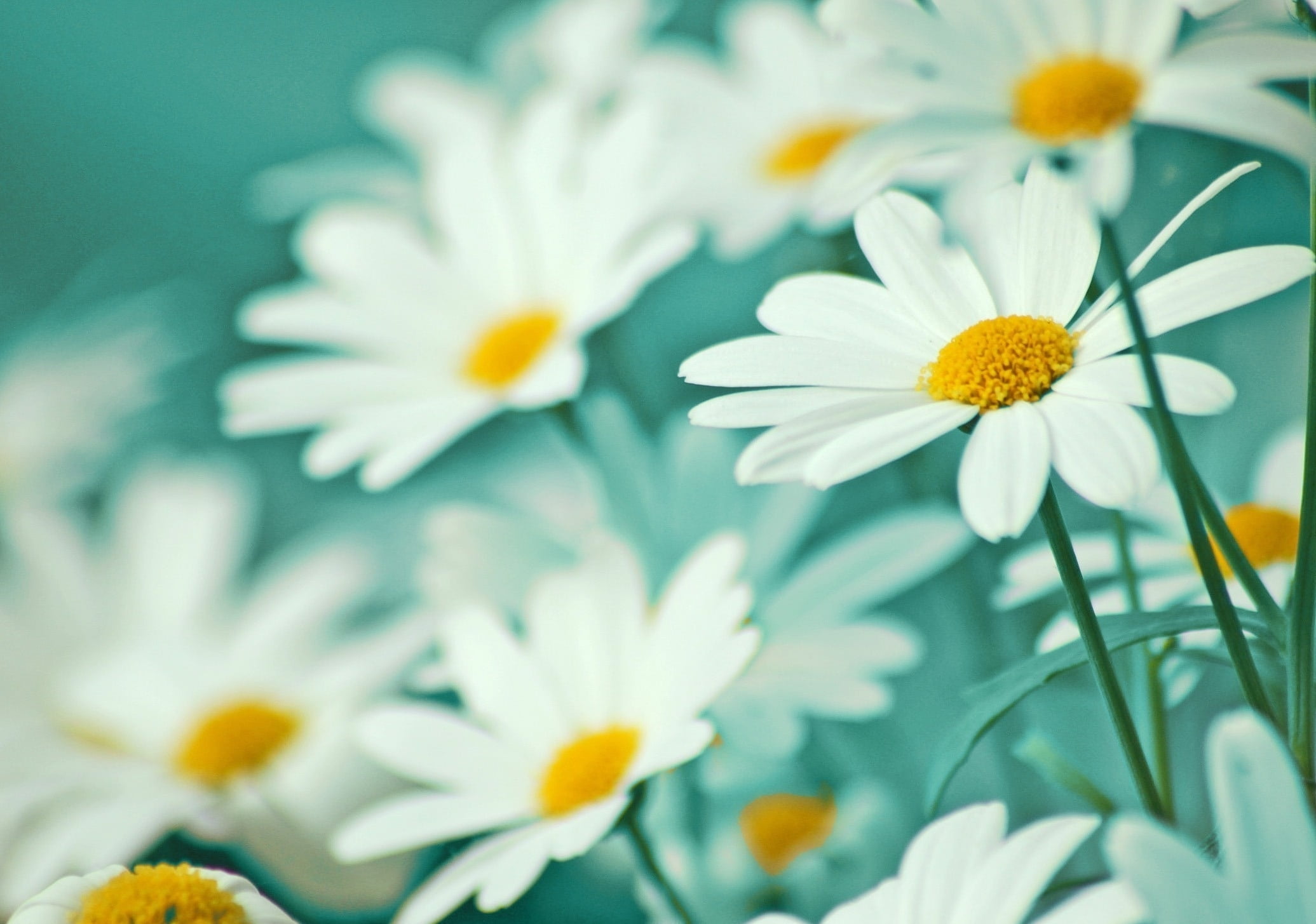 inflorescence, flowers, flower Head, nature, daisy, day, herb, marguerite, flowering plant, outdoors, field, close-up, beauty In Nature, color Image, yellow, HD Wallpaper