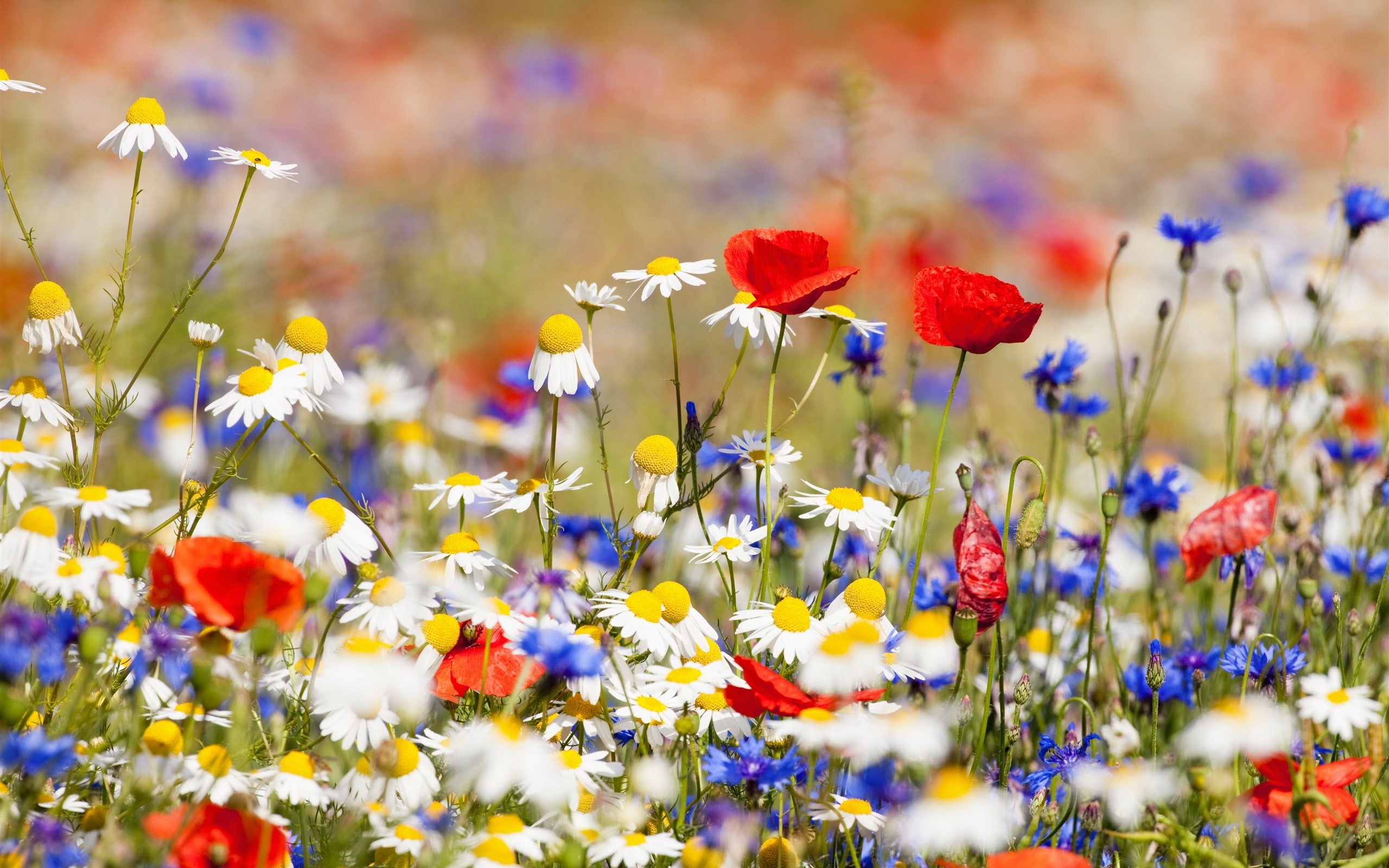 Flowers, Red, Field, Blue, 2K, Chamomile, White, HD Wallpaper