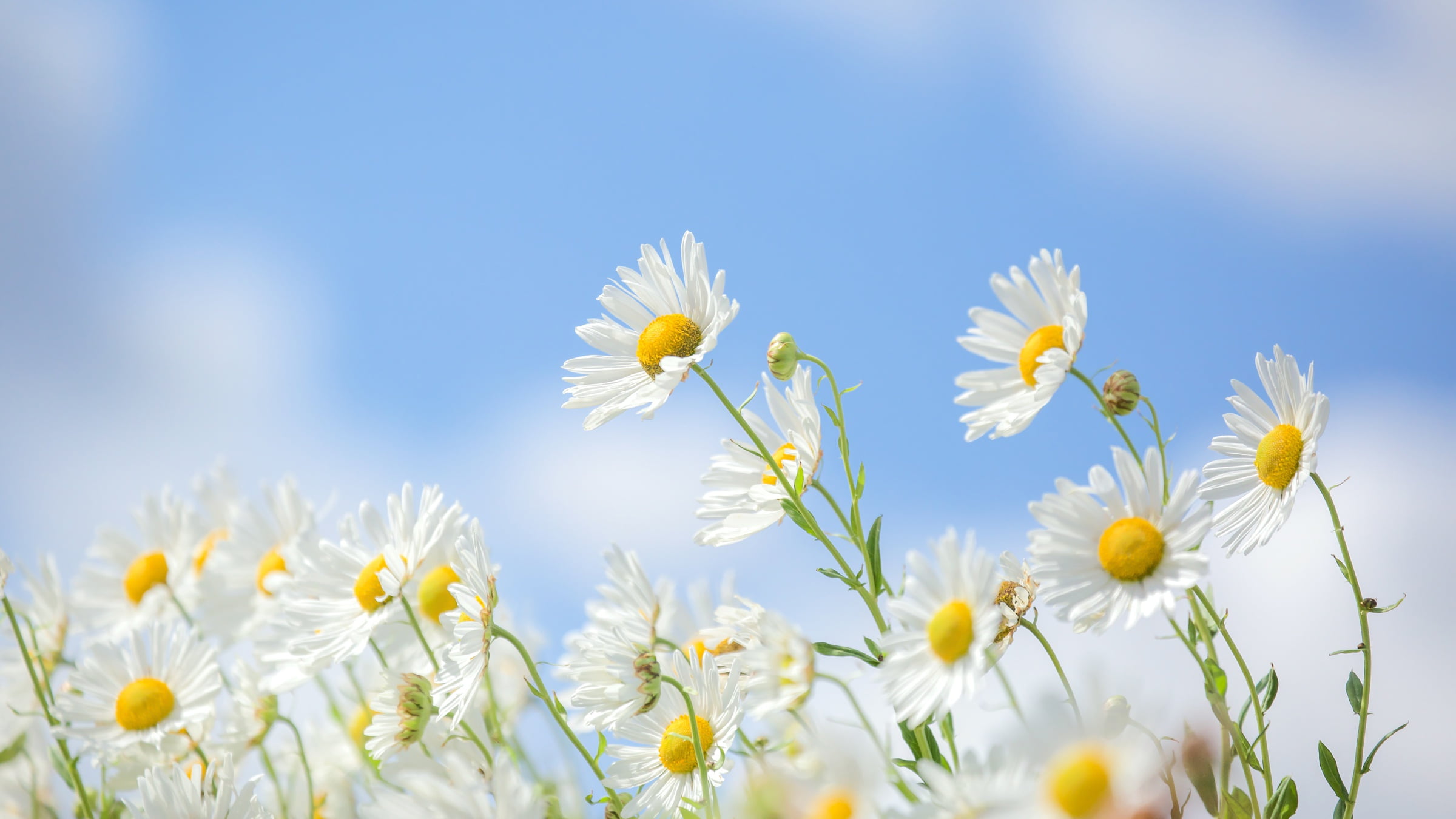 1080P, chamomile, background, the sky, HD Wallpaper