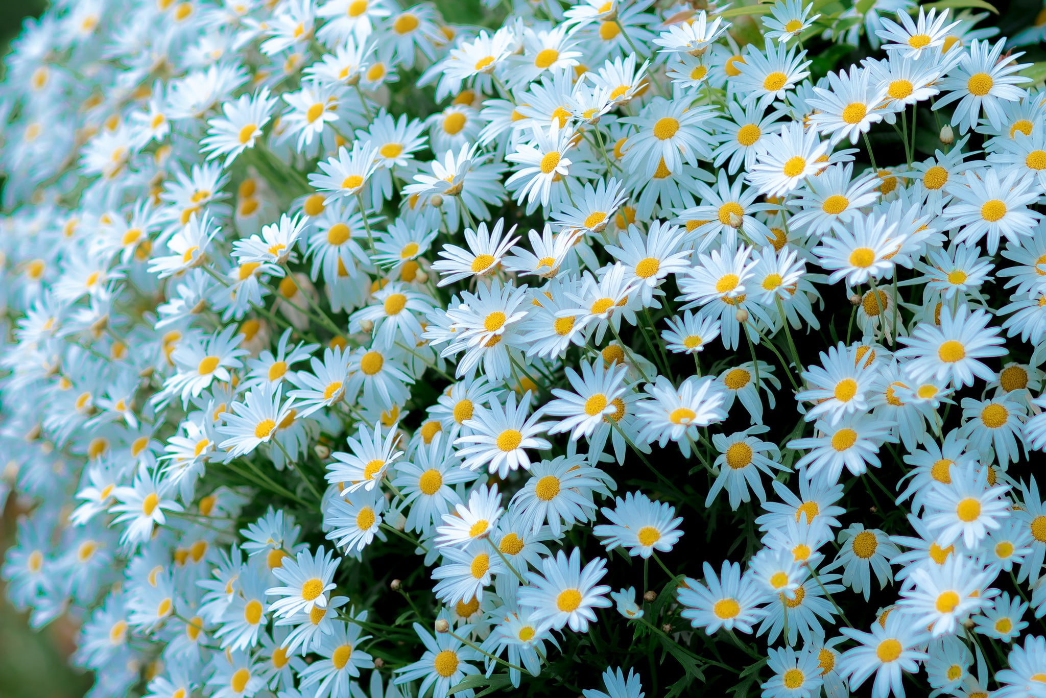 chamomile, many, white, flowers, 1080P, HD Wallpaper