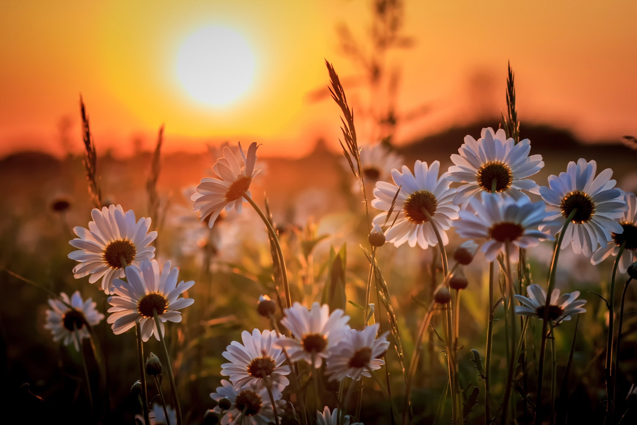 flower, sun, daisy, 1080P, white, Sunset, HD Wallpaper