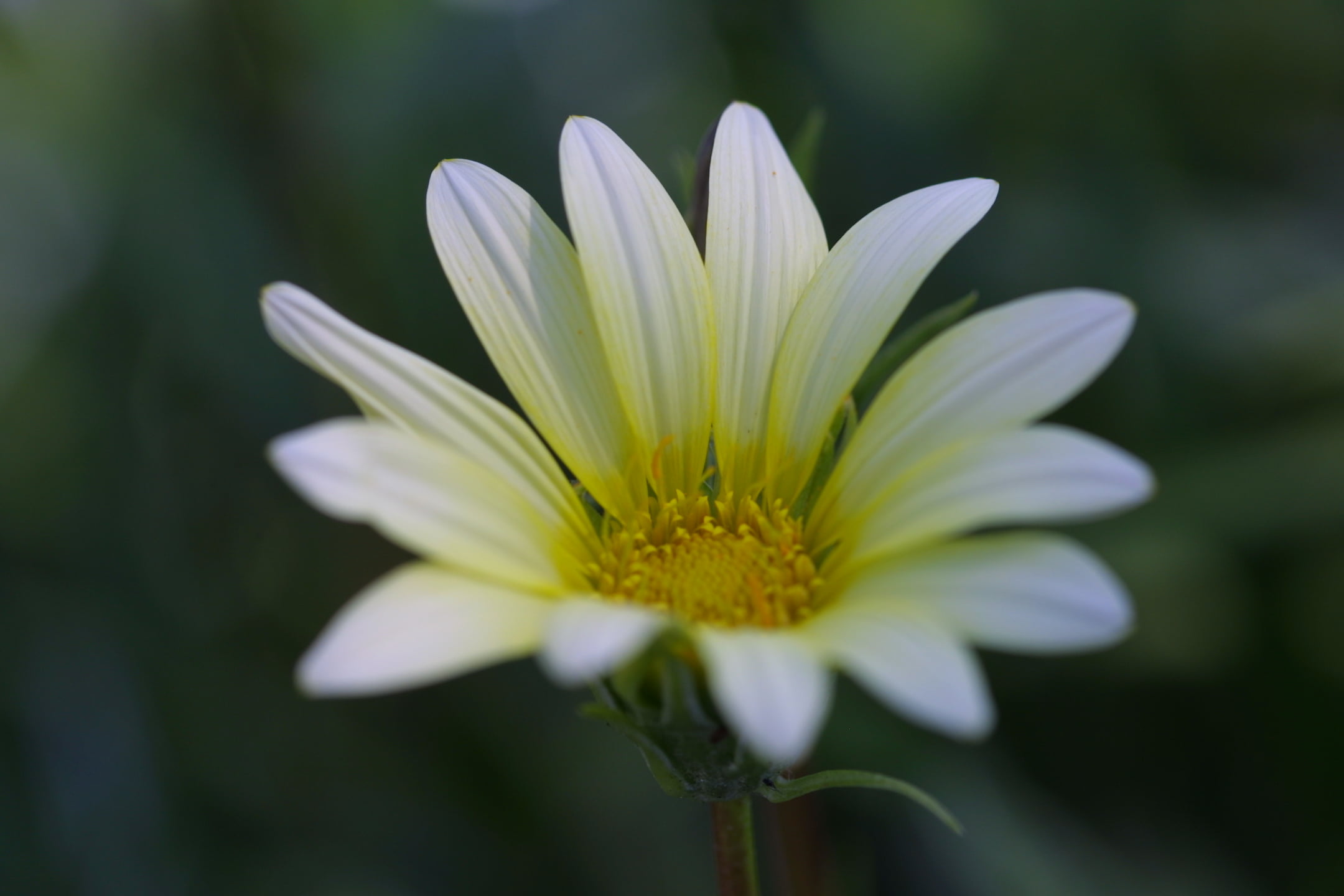 plant, petal, white daisy, summer, nature, focus, white, flower Head, close-up, shallow, flower, white  flower, small  white, daisy, 1080P, photography, HD Wallpaper