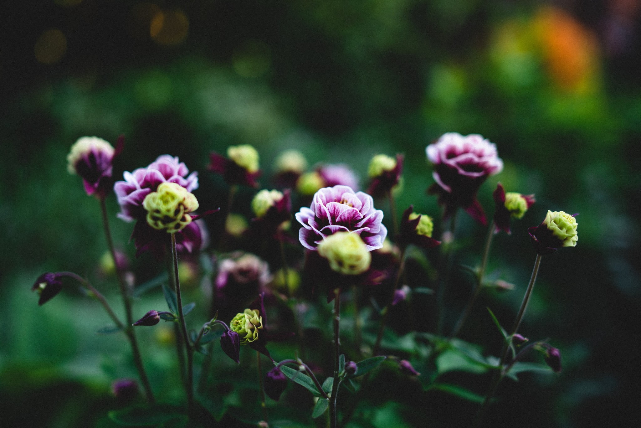 vulnerability, multi colored, depth of field, flowerbed, flower, food and drink, selective focus, day, nature, ornamental garden, flowers, fragility, beauty in nature, HD Wallpaper