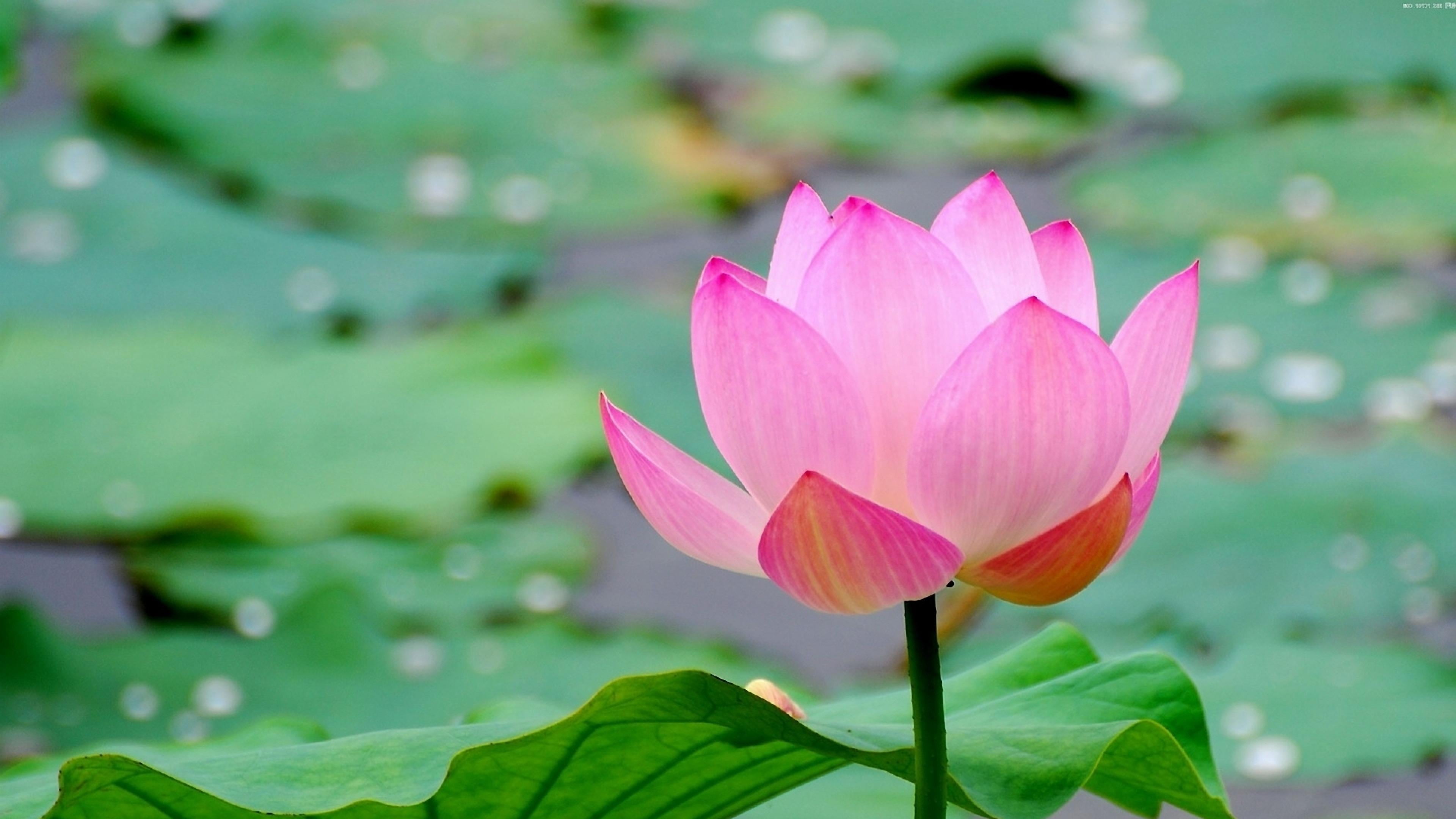 pink color, pink flower, floating on water, springtime, inflorescence, lotus water lily, plant, flora, lily, fragility, 4K, sacred lotus, flower head, HD Wallpaper