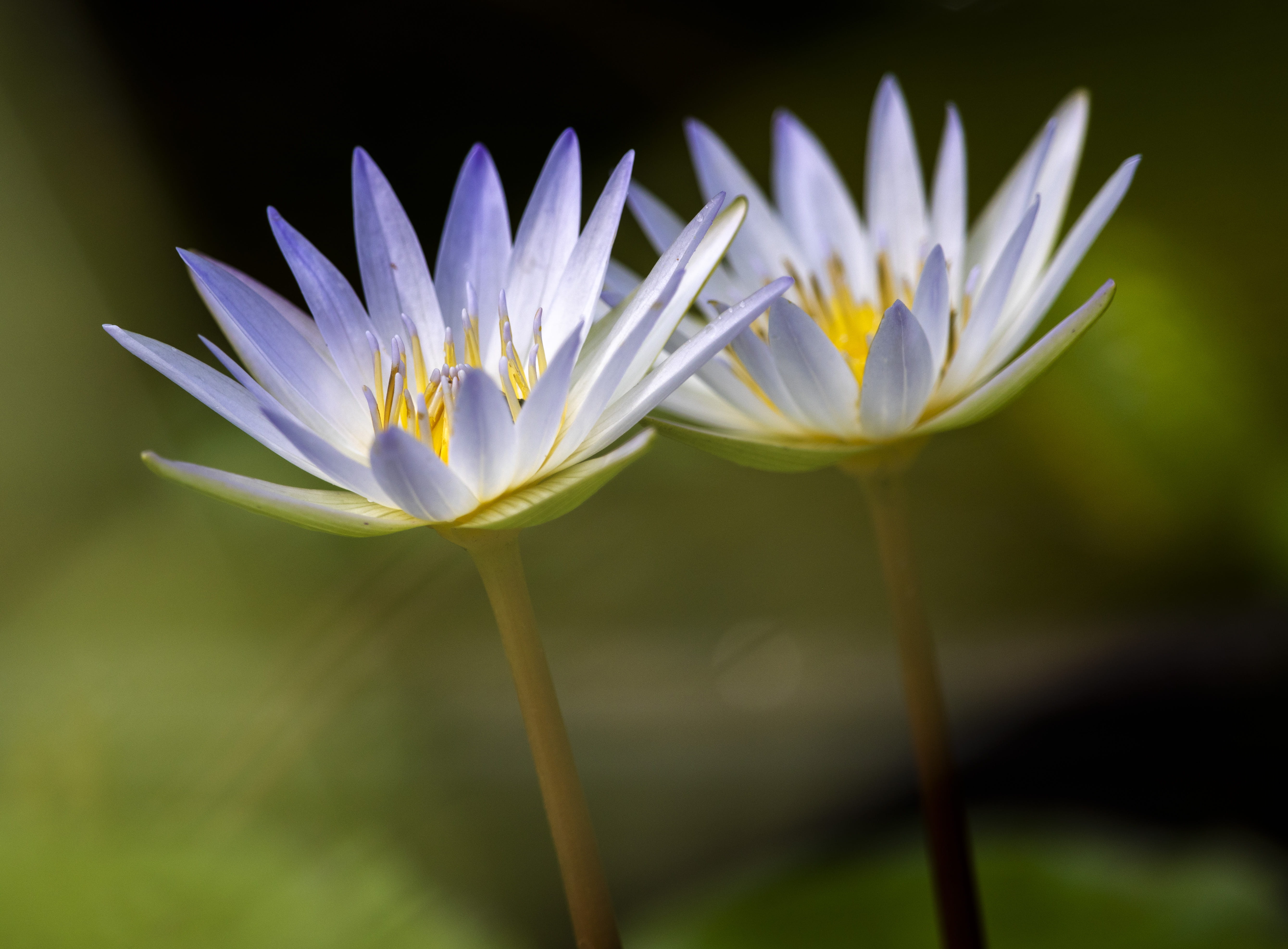 flower head, beauty in nature, 5K, focus, pollen, lotus water lily, flower, water lily, inflorescence, growth, plant, day, vulnerability, no people, fragility, HD Wallpaper