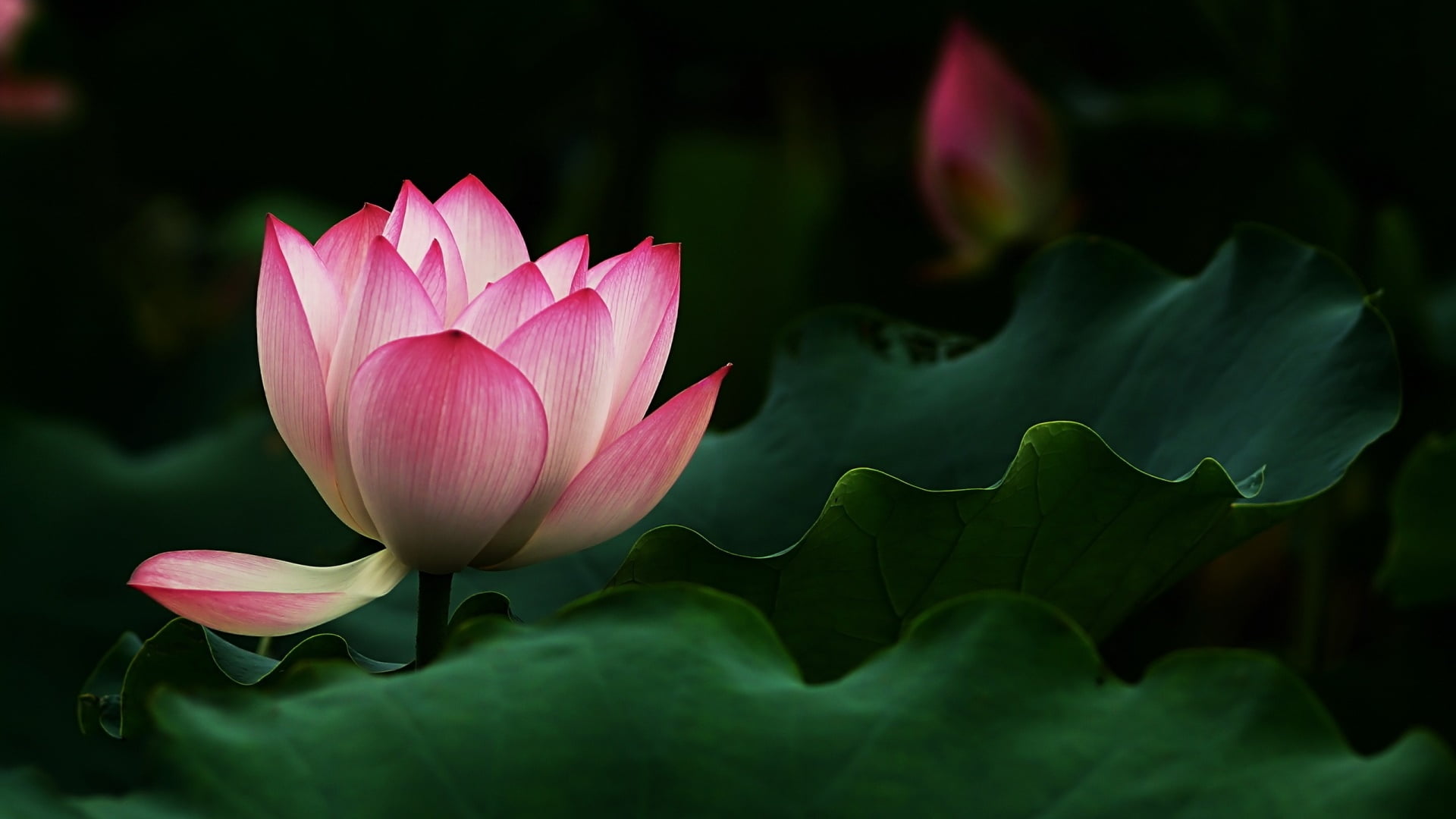 pink flower, plant part, close-up, flowering plant, flower, outdoors, nature, growth, aquatic plant, beauty in nature, vulnerability, flower head, 1080P, HD Wallpaper