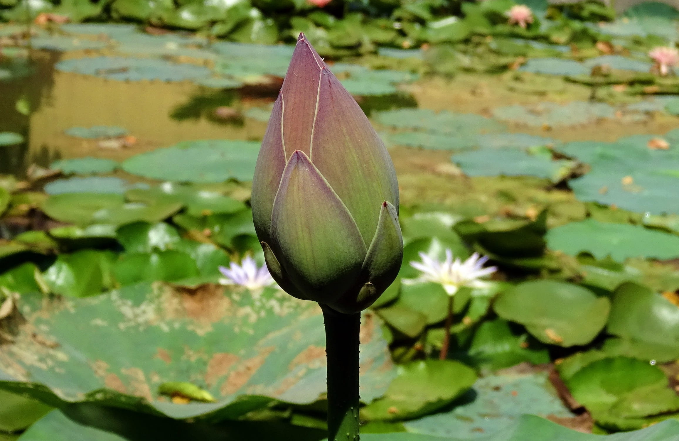 lily, vulnerability, 1080P, aquatic, green color, tropical, lake, plant part, nelumbo nucifera, day, growth, dharwad, outdoors, Flower, leaf, floating on water, HD Wallpaper