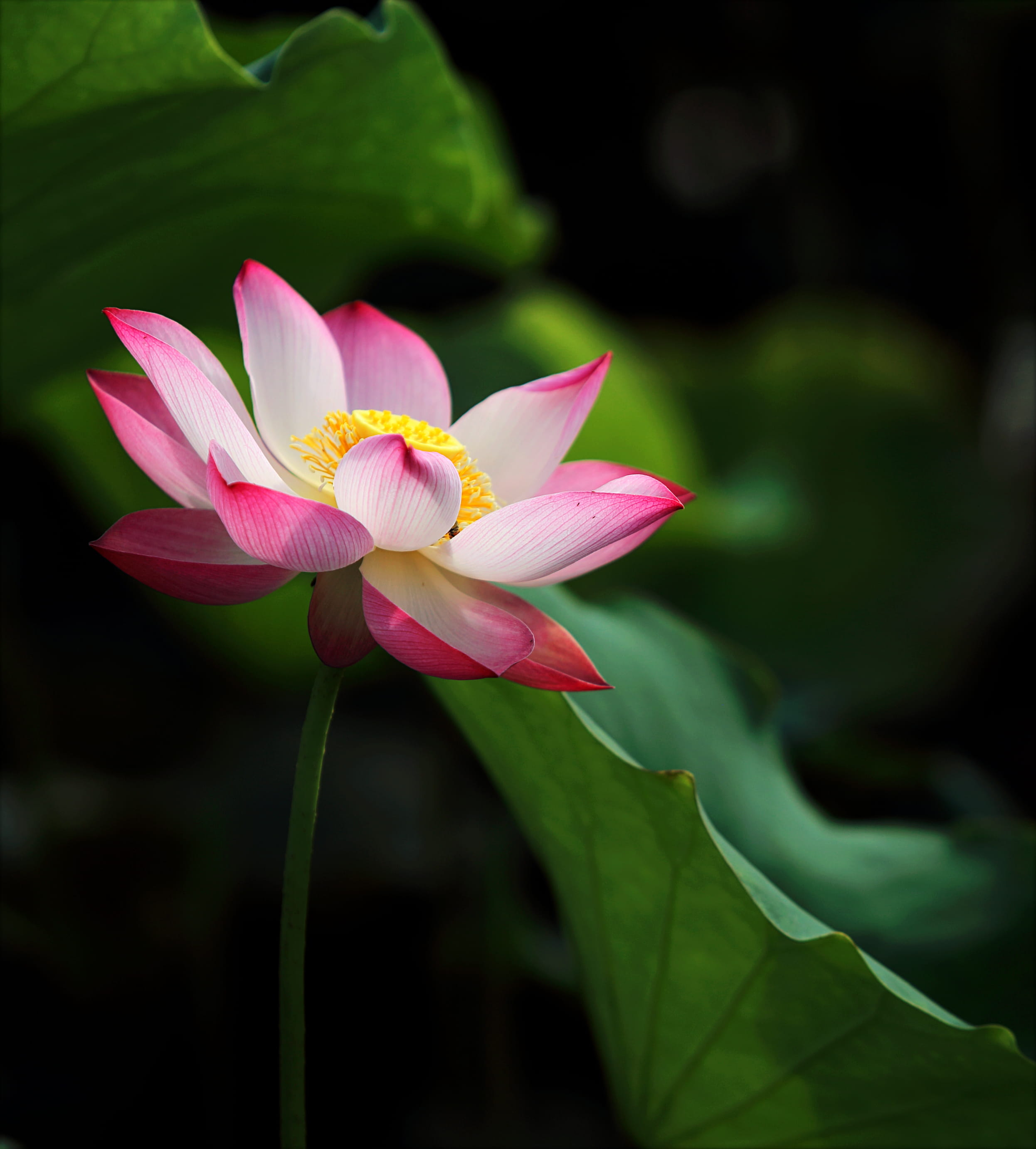 tropical, growth, flower, fragility, pond, pink, flora, lotus, lily, pink color, petaled, freshness, pollen, nature, garden, floating, botanical, depth of field, Phone HD Wallpaper