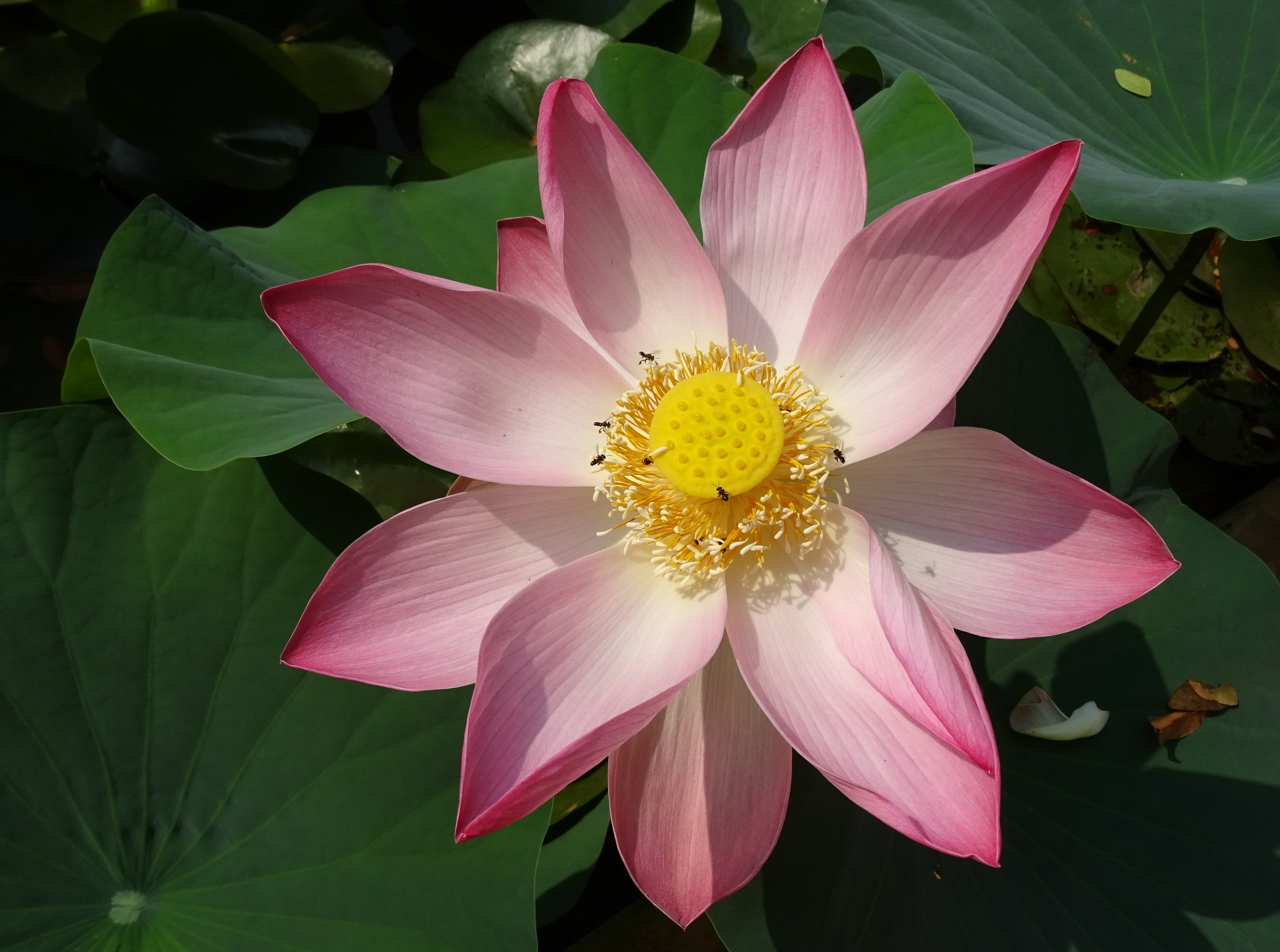 nucifera, pure, ambuj, padam, aquatic, pistil, nelumbonaceae, botanical, 2K, flower, bloom, sharada, serenity, springtime, growth, fragility, lotus water lily, HD Wallpaper