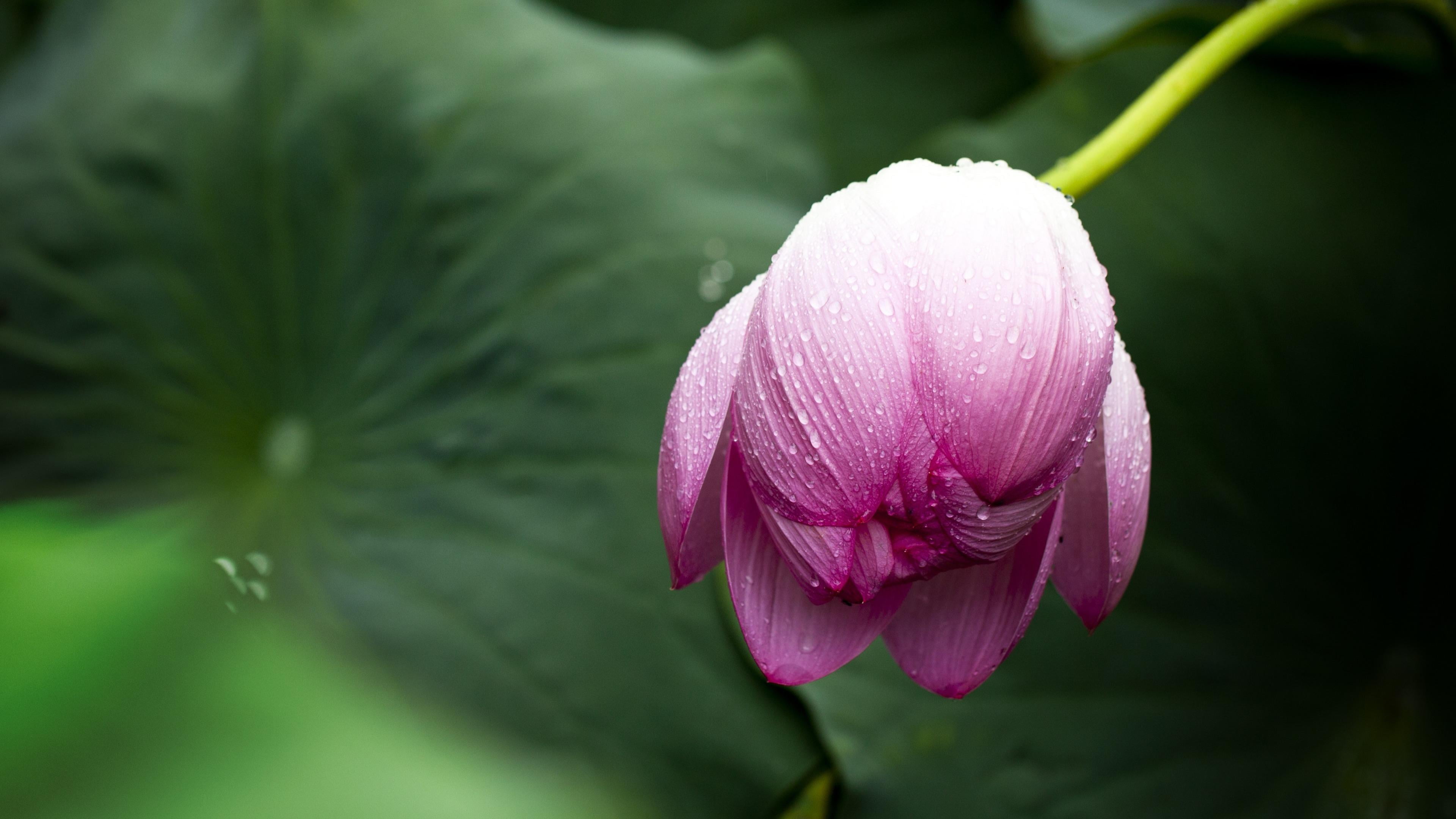 close-up, sacred lotus, wet, nature, bloom, purple, vulnerability, leaf, beauty in nature, growth, freshness, water, blurred, springtime, flower head, drop, HD Wallpaper