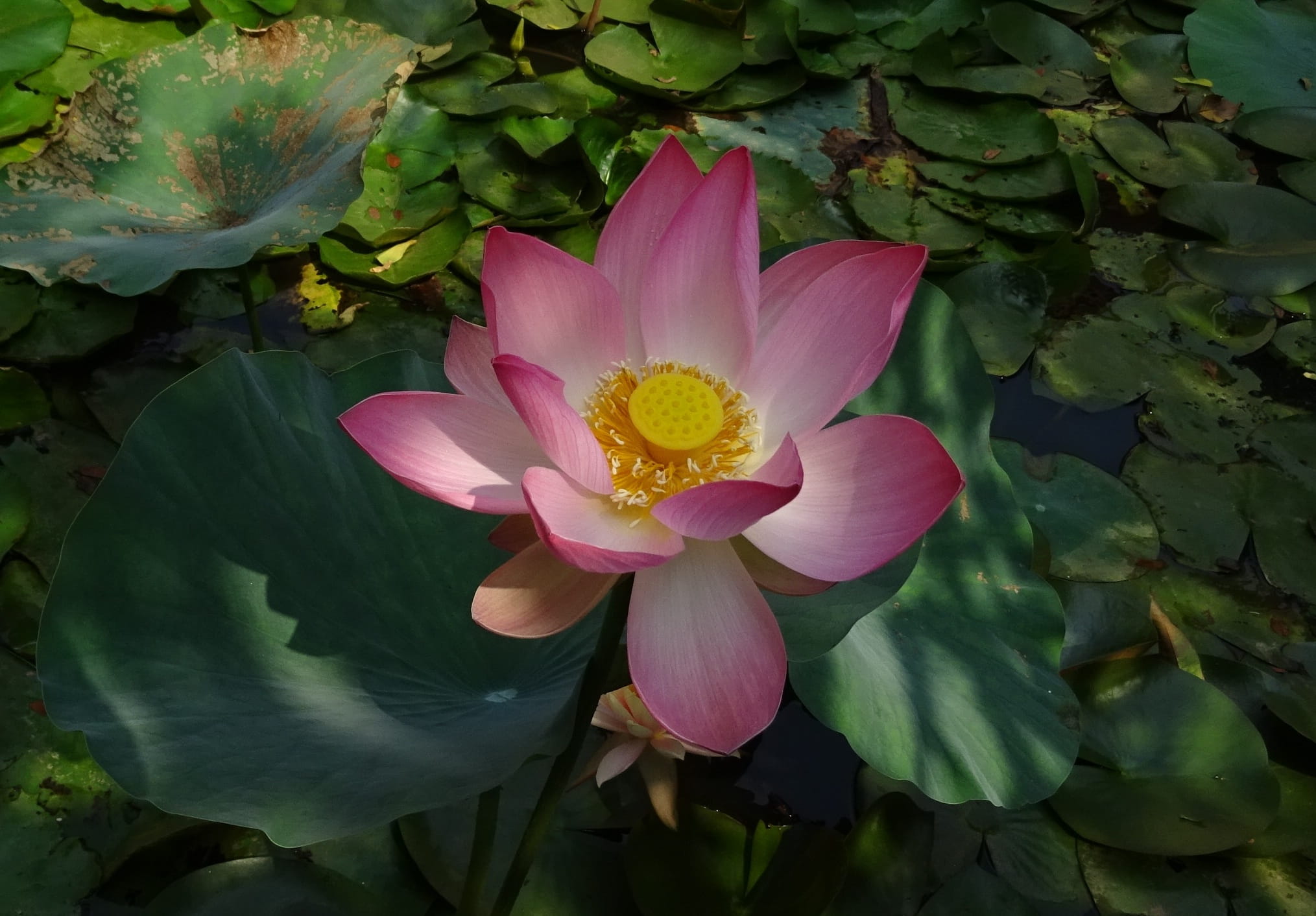 sharada, nature, sacred lotus, Lotus, botanical, fresh, padma, ambuj, plant part, nelumbium speciosum, nelumbonaceae, pure, plant, stamen, springtime, freshness, HD Wallpaper