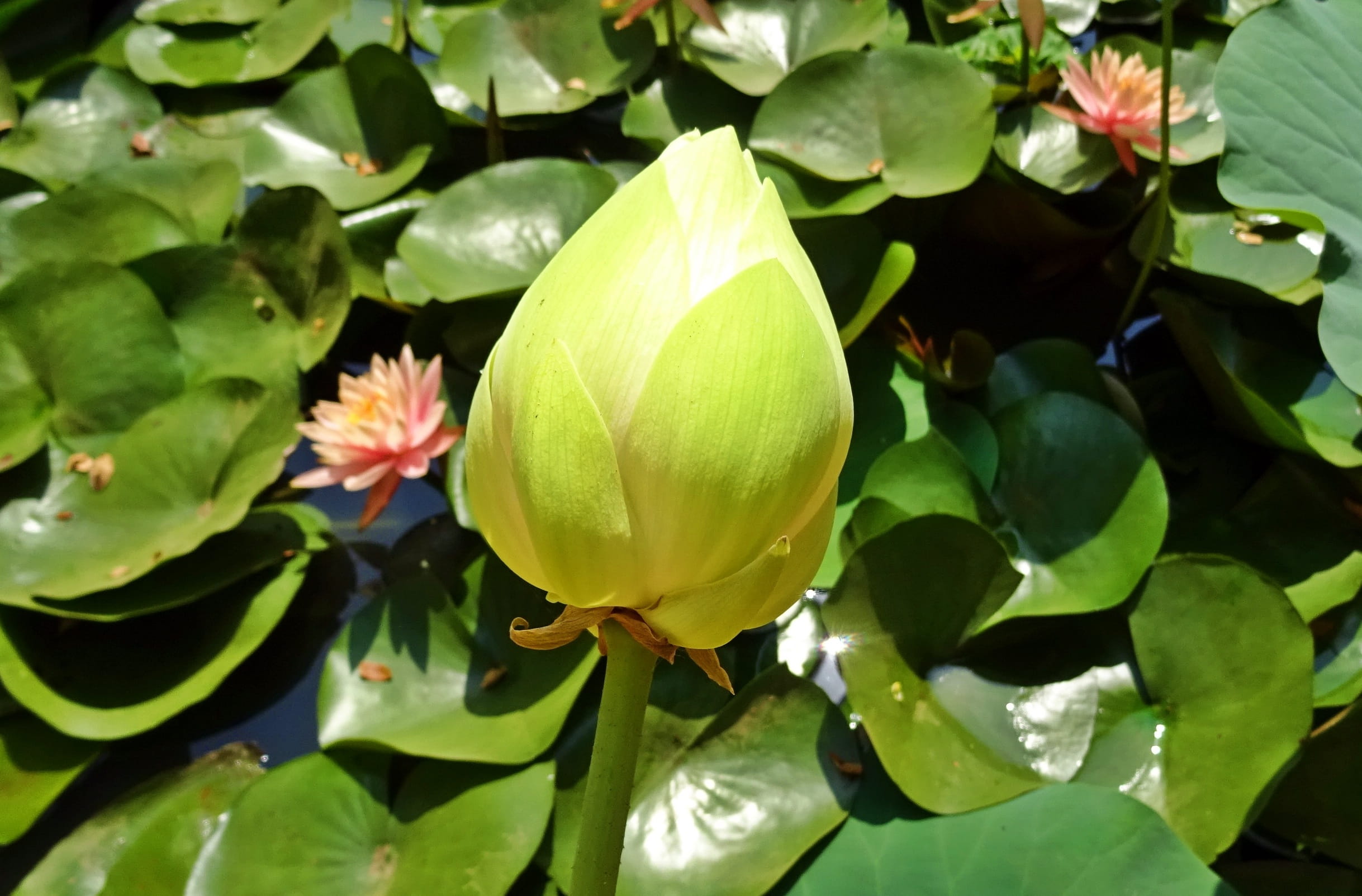 vulnerability, summer, nature, plant, leaf, tropical, day, food and drink, water Lily, india, White, flower, 1080P, fragility, freshness, beauty In Nature, HD Wallpaper