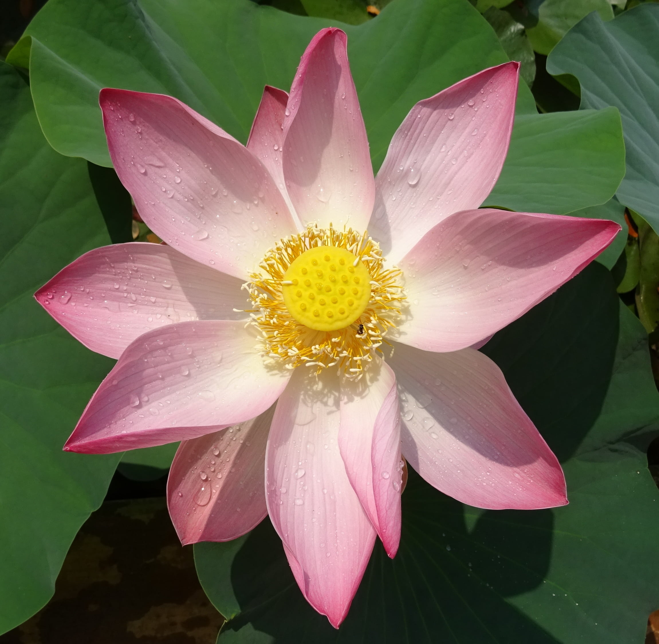 ambuj, pistil, flowers, dharwad, day, fragility, leaf, lotus, sarsija, india, lotus water lily, blooming, white, padam, purple, inflorescence, nelumbium speciosum, HD Wallpaper