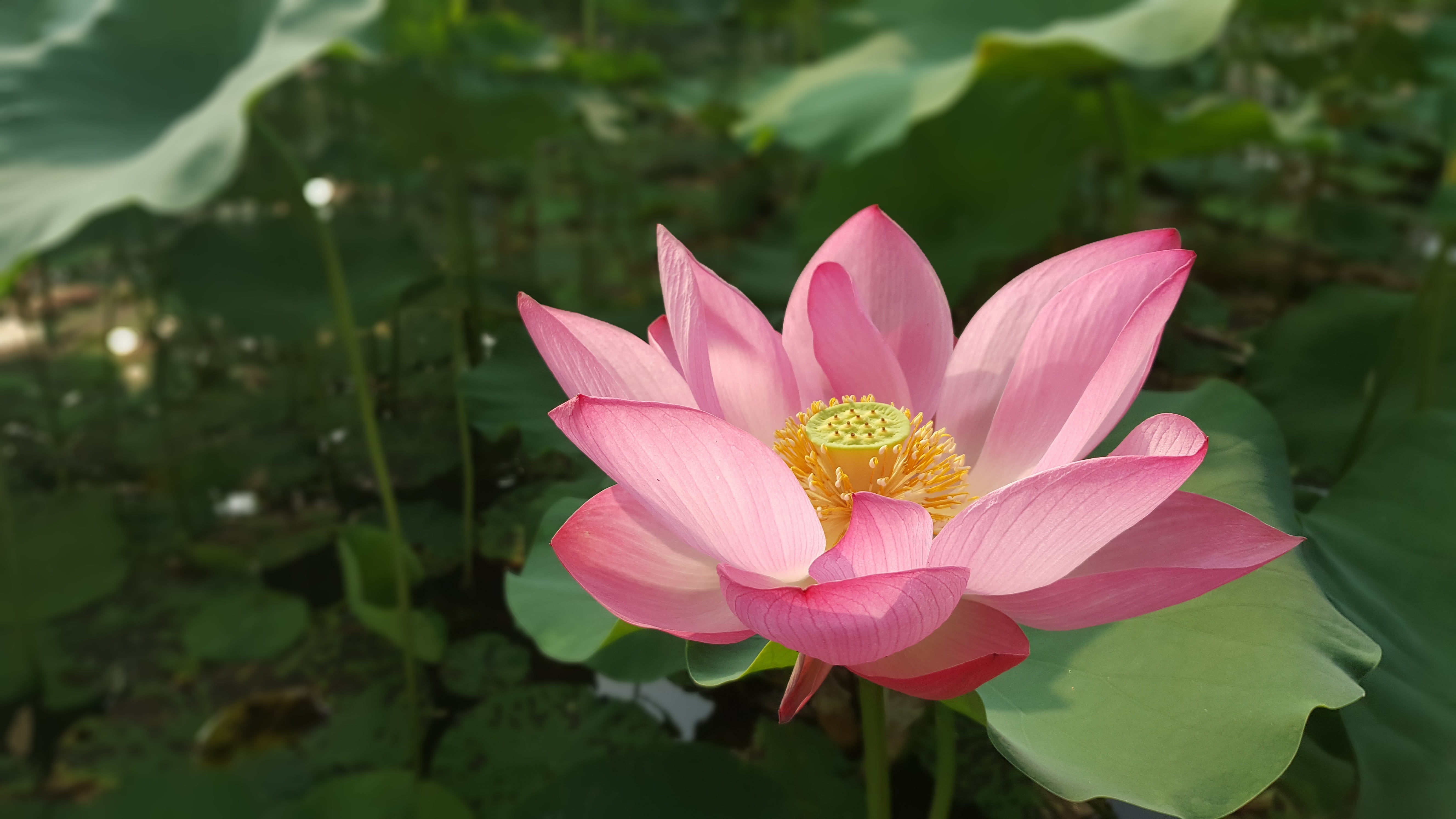 petal, growth, flower, flowers, pink color, flower head, fragility, pink, vulnerability, beauty in nature, lily, leaf, lotus water lily, no people, freshness, HD Wallpaper