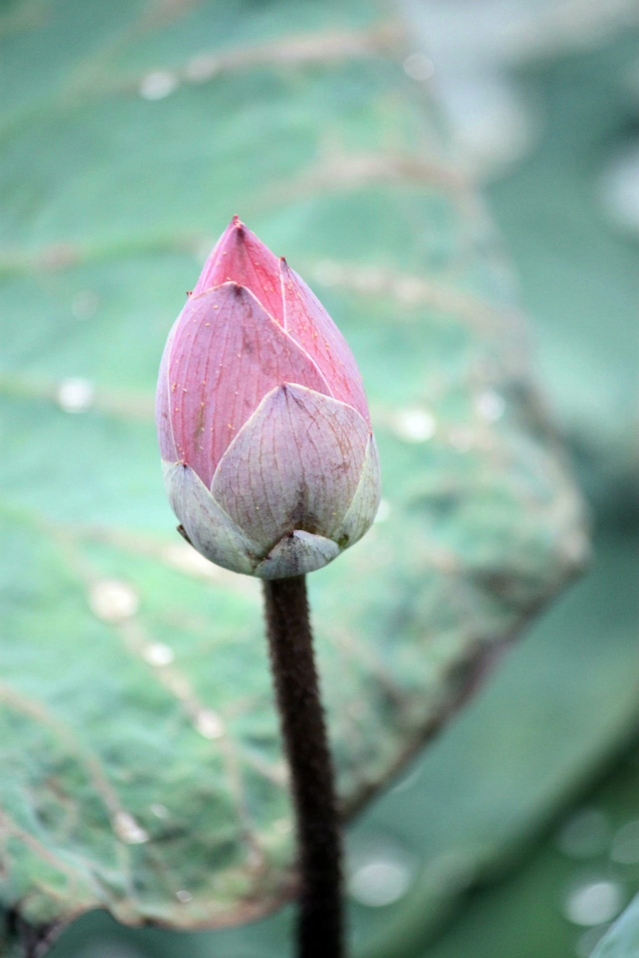 lake, pink, leaves, flowering plant, lotus, plants, no people, plant, green, close-up, floral, plant stem, aquatic, beginnings, petals, fragility, beauty in nature, Phone HD Wallpaper