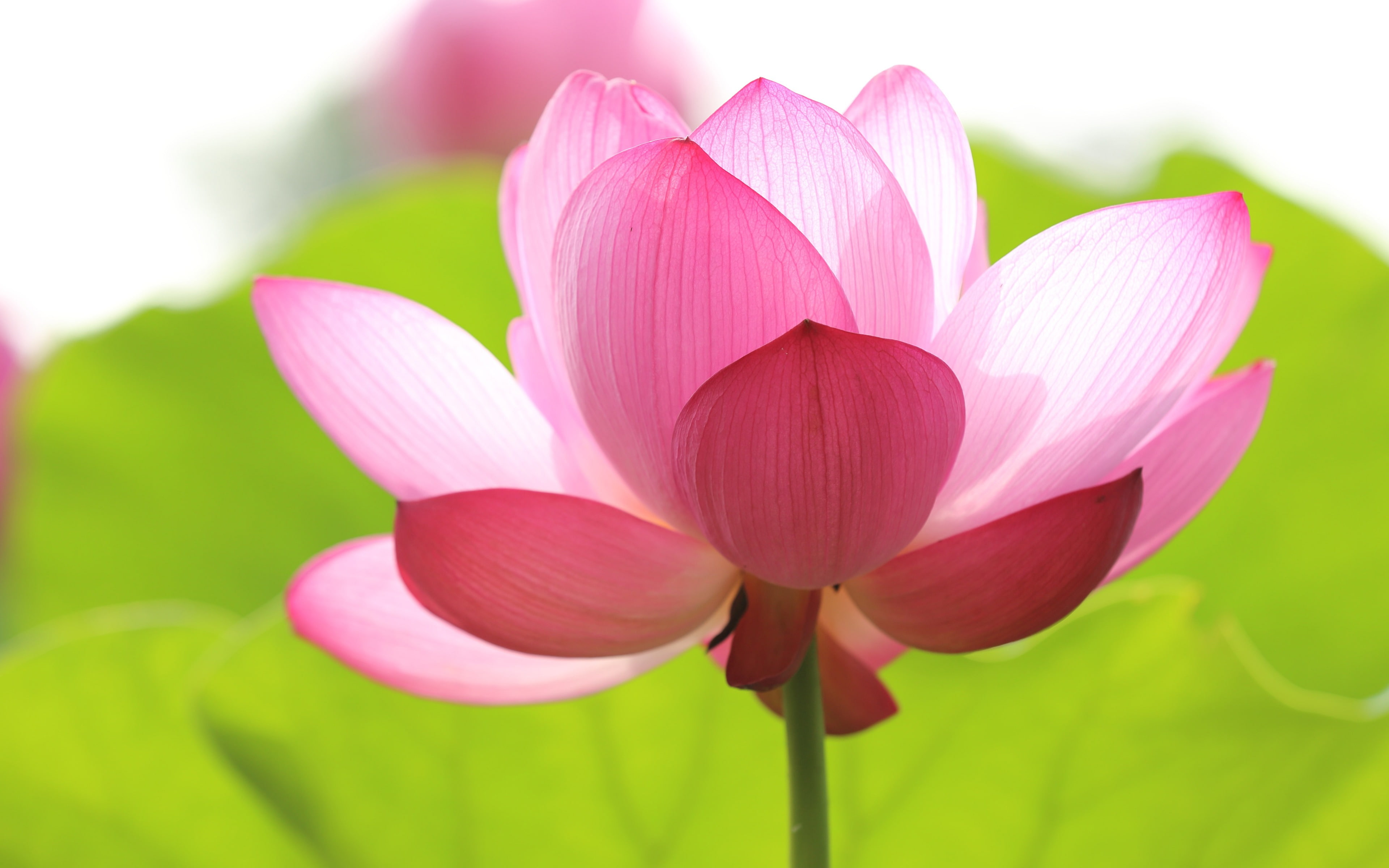 water lily, purple, springtime, focus on foreground, summer, flower head, growth, lotus, softness, pink, vulnerability, nature, flowering plant, beauty in nature, HD Wallpaper