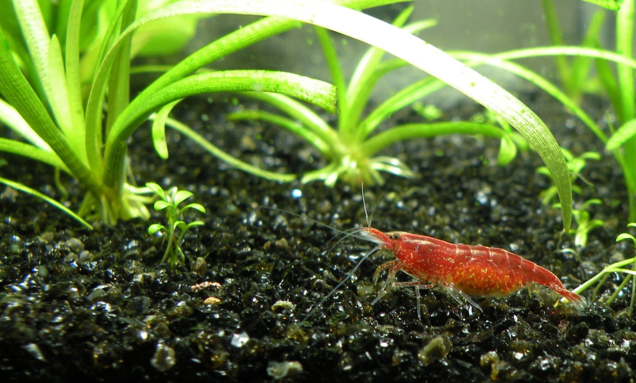prawn, freshness, growth, close-up, outdoors, vivarium, taiwan, animal wildlife, shrimp, animals in the wild, one animal, no people, animal, vertebrate, HD Wallpaper