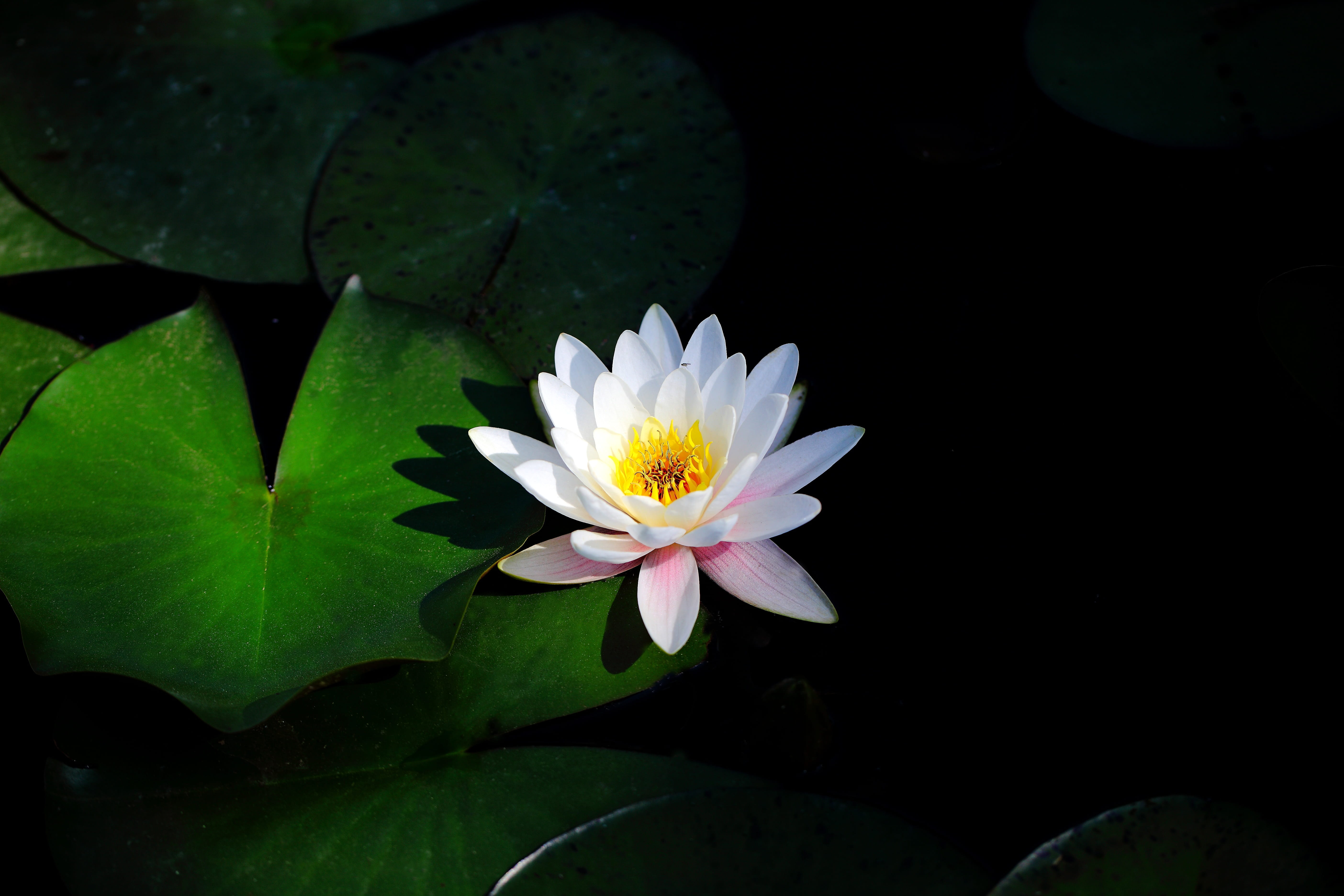 pond, lotus, vulnerability, close-up, plant part, beauty in nature, beautiful, aquatic plants, summer, white, nature, lotus water lily, growth, aquatic, HD Wallpaper