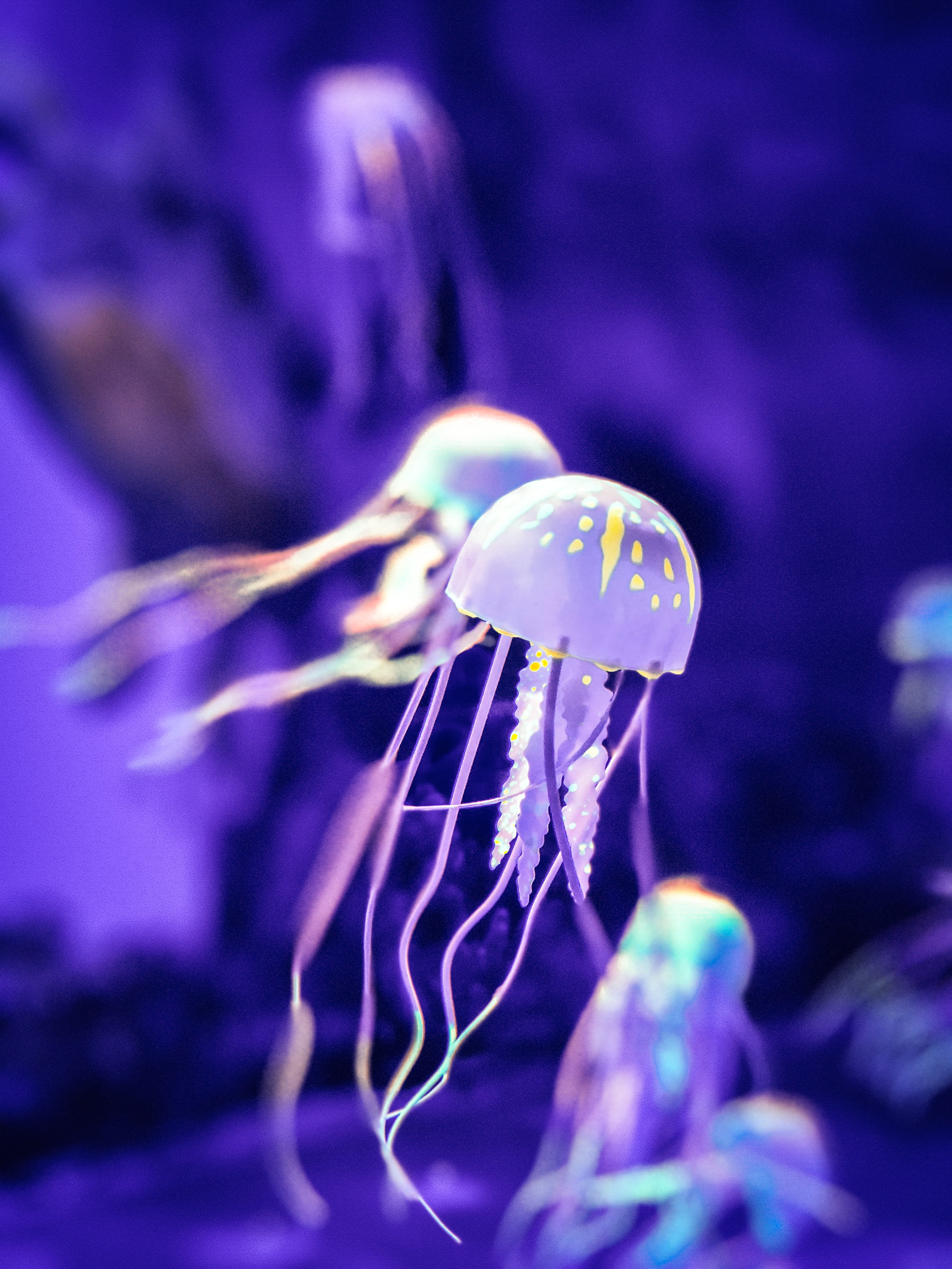 flower head, vulnerability, marine, nature, water, purple, jellyfish, flowering plant, plant, petal, fish, growth, pollen, angelfish, starfish, sea anemone, Phone HD Wallpaper