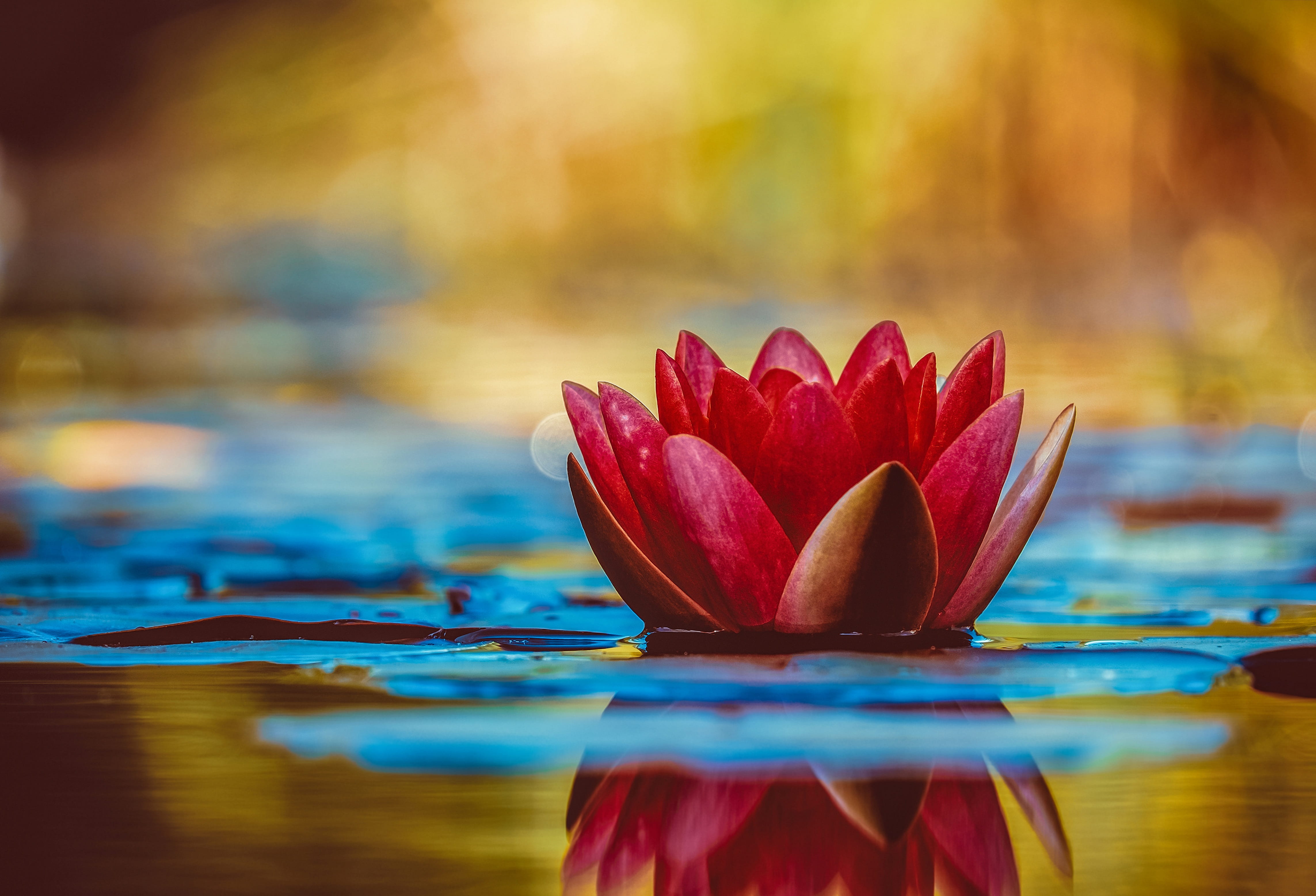 reflection, fragility, flora, red, no people, pond flower, floating, water flower, pond, mirroring, nature, pond plant, bloom, flowering plant, water, flower head, HD Wallpaper