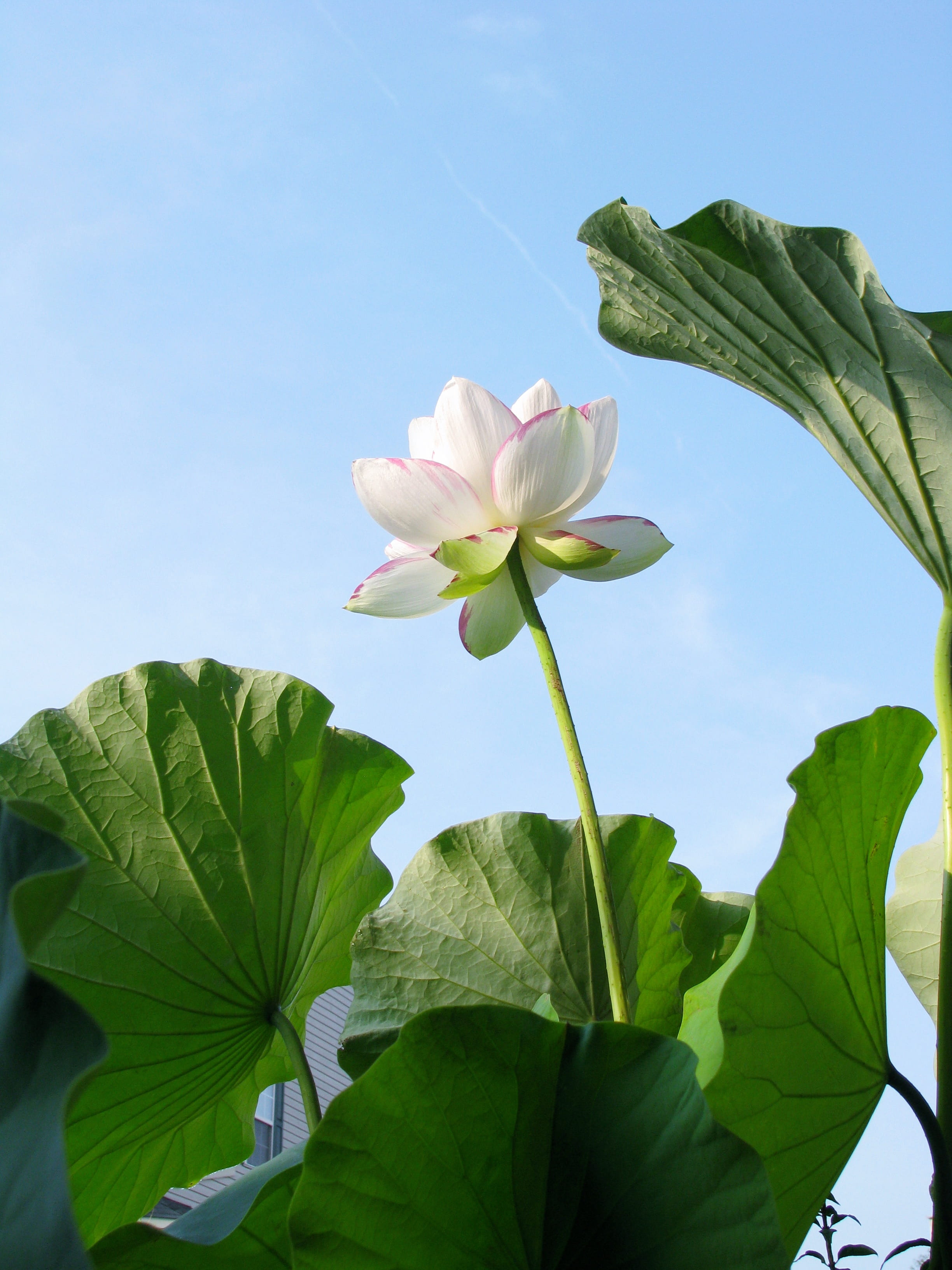 petal, freshness, summer, zen, sky, pink, 2K, fragility, lotus, lotus water lily, vulnerability, meditation, leaf, nature, natural, plant, plant part, Phone HD Wallpaper