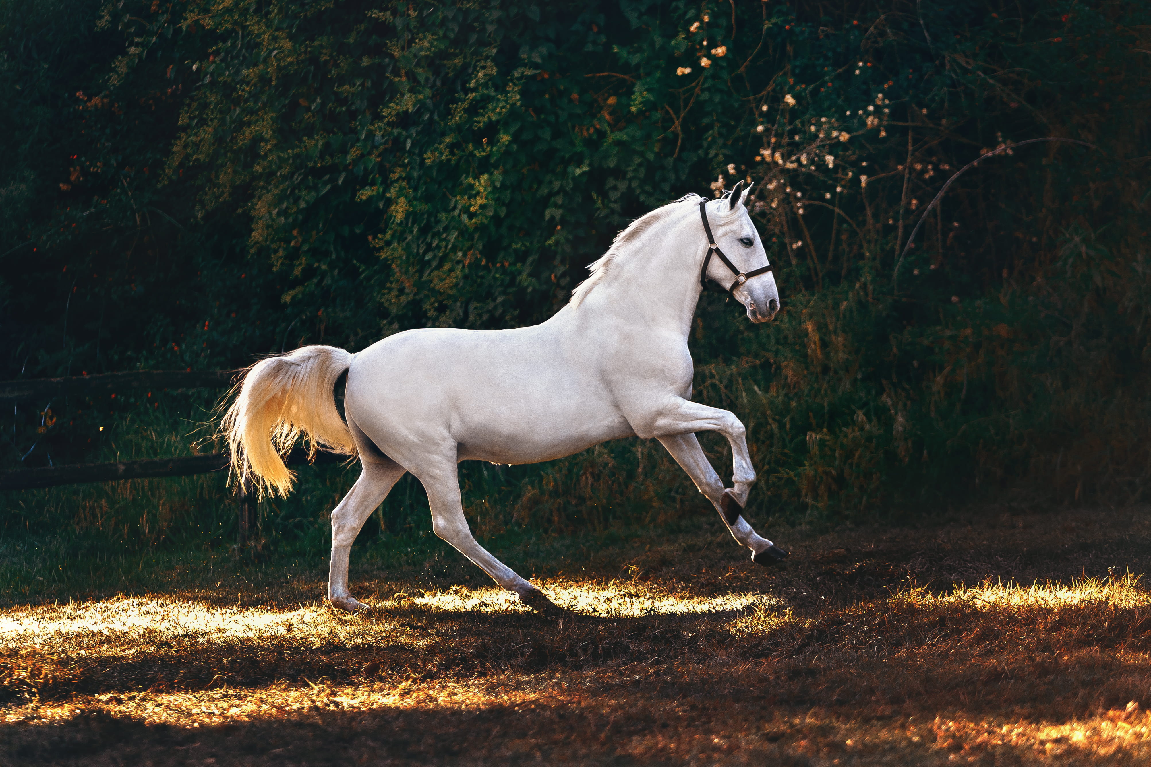 outdoors, domestic, aquatic, blossom, land, one animal, domestic animals, mammal, colt horse, grass, herbivorous, white, tree, white color, stallion, ground, HD Wallpaper
