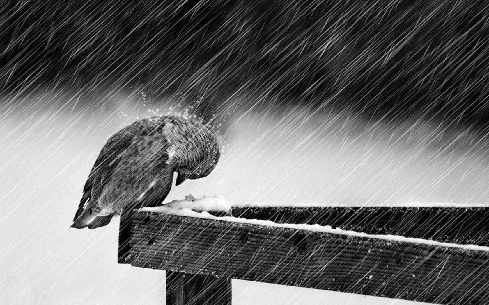 bird, cage, day, no people, low angle view, wood - material, 720P, animal wildlife, one animal, close-up, photo, birds, animals, outdoors, greyscale, vertebrate, HD Wallpaper