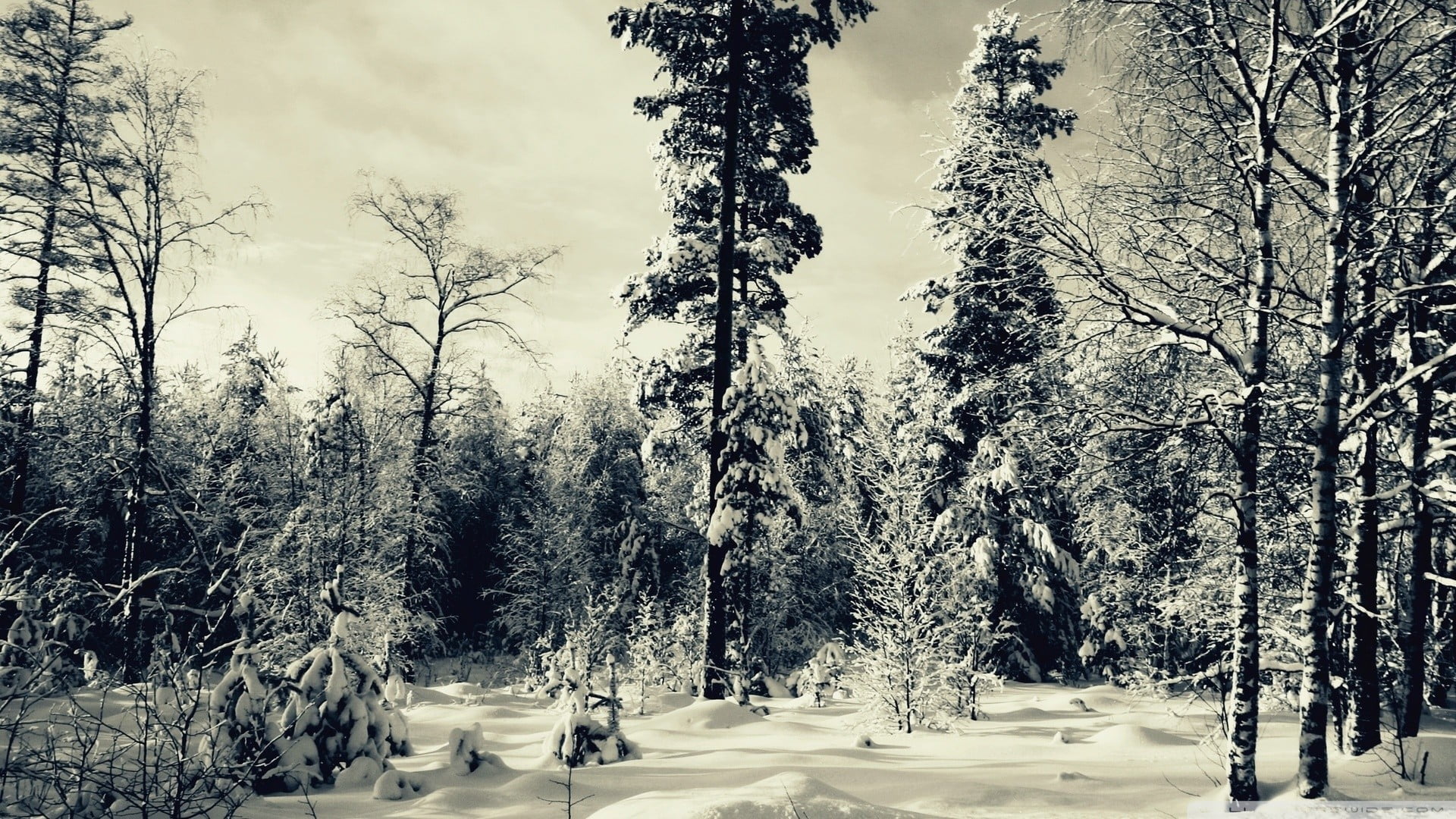 land, plant, warm clothing, tranquil scene, field, growth, greyscale, covering, 1080P, nature, woodland, forest, beauty in nature, outdoors, photo, real people, HD Wallpaper