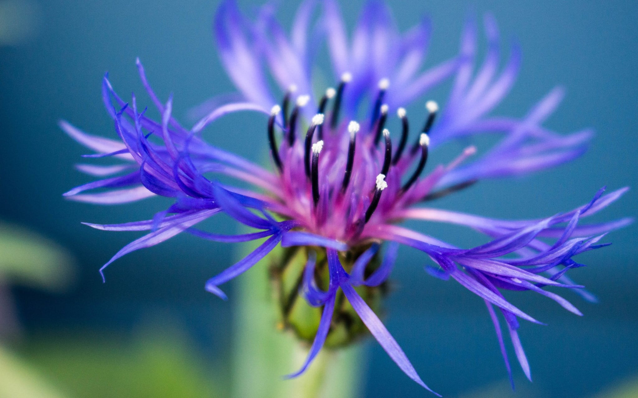 flower, nature, 1080P, plant, shot, purple, flower Head, close-up, blue, petal, macro, HD Wallpaper