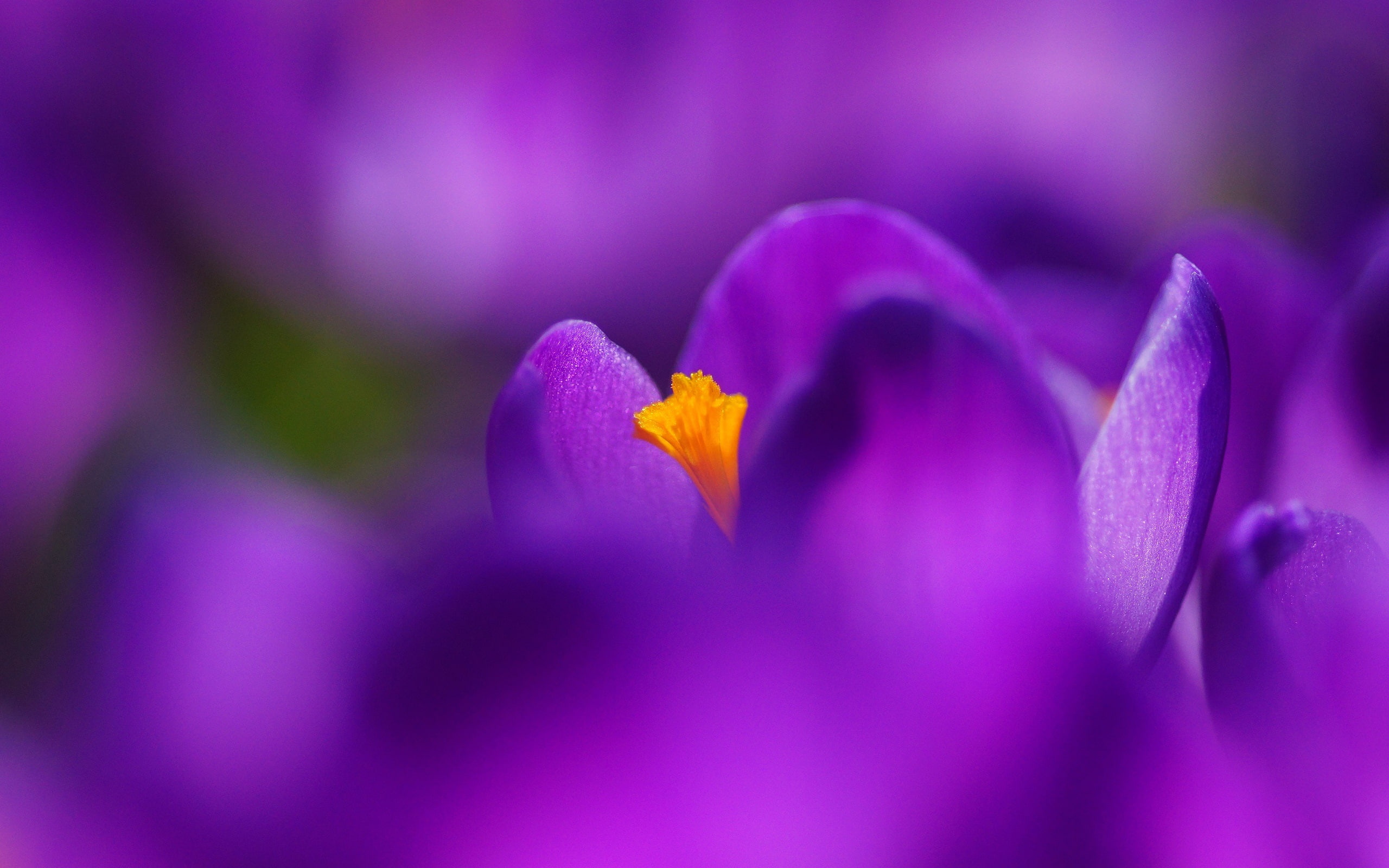 Purple, 2K, Crocus, Macro, Photography, Flower, Petals, HD Wallpaper