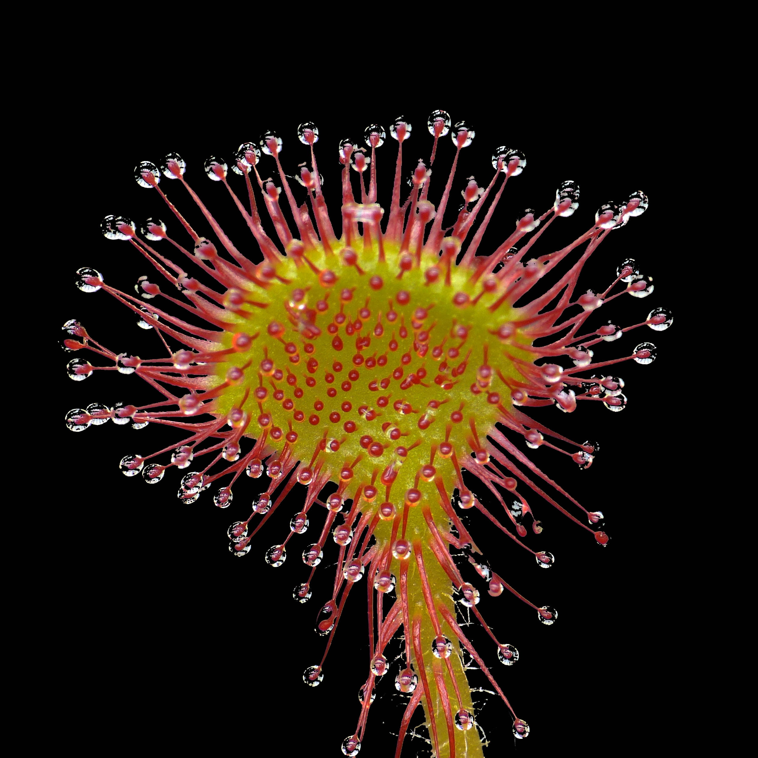 photo, selective, focus, stamen, 1080P, rotundifolia, sundew, Drosera rotundifolia, waters, biology, carnivorous plant, abstract, flower, science, drosera, Phone HD Wallpaper