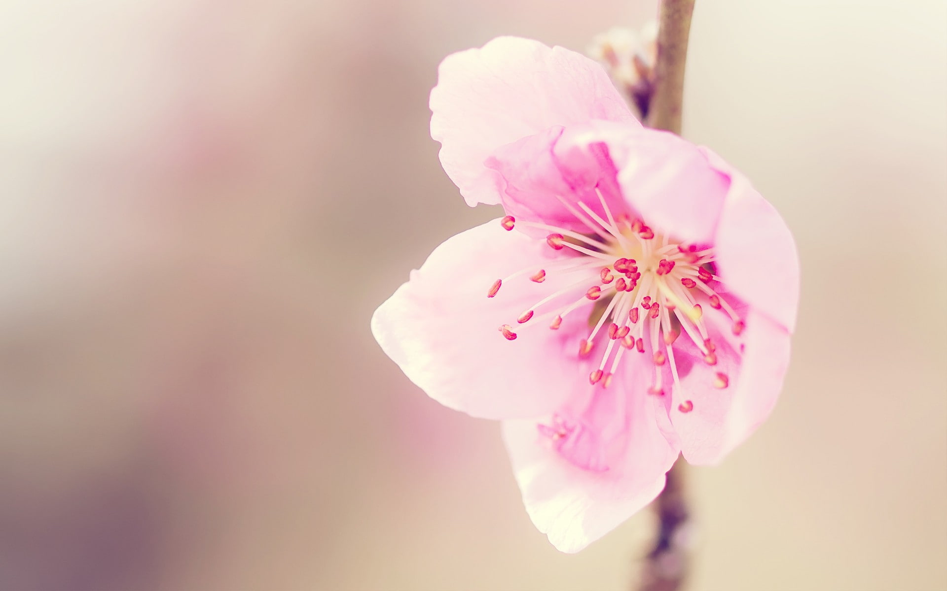 stamen, pistil, flowers, 1080P, pink, pink flowers, HD Wallpaper
