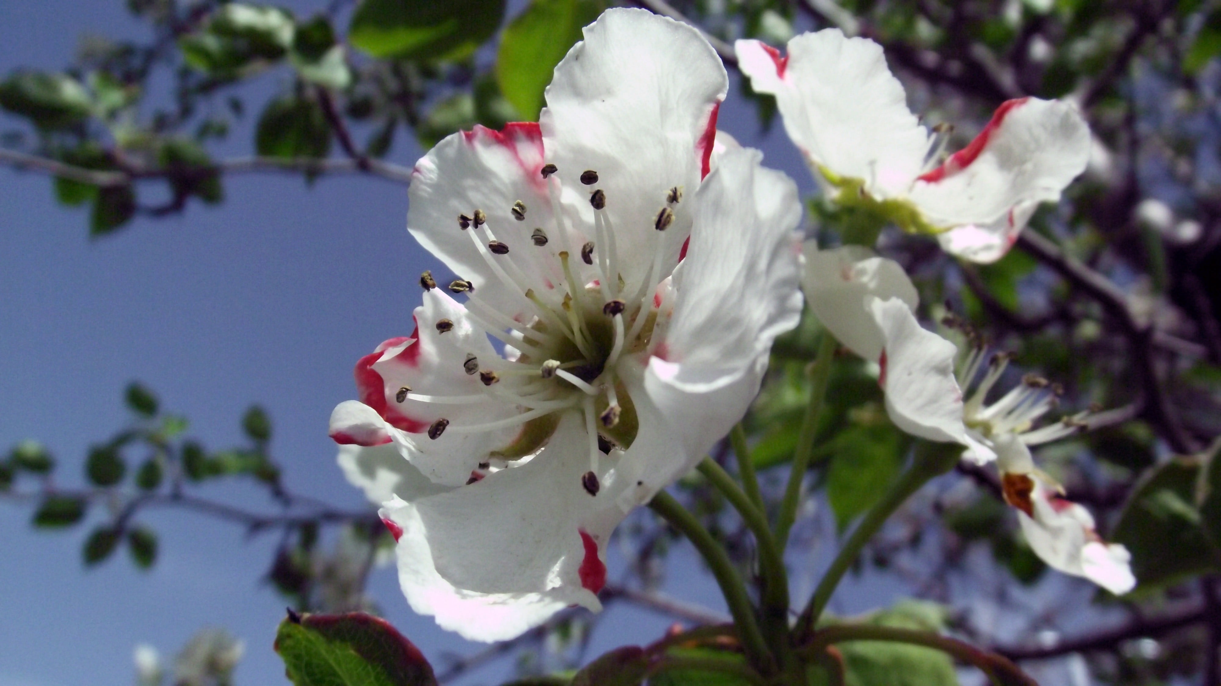 4K, plant, fragility, apples, flowers, inflorescence, flowering plant, white color, no people, petaled, beauty in nature, flower head, growth, stamen, HD Wallpaper