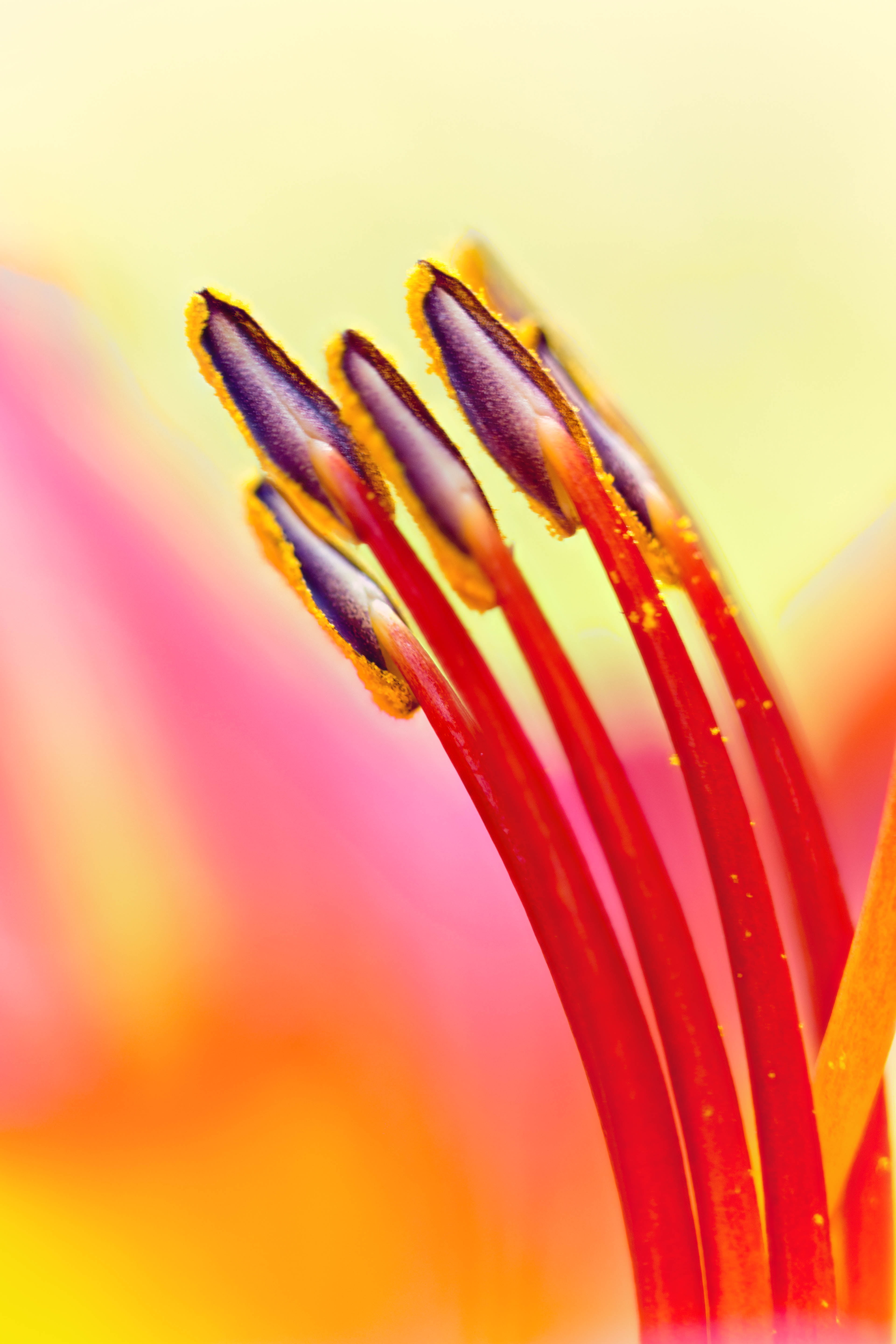 closeup, plant, nature, petal, stamens, Colorado, close-up, Denver Botanic Gardens, yellow, flower, Lily, summer, macro, 5K, anthers, floral, Phone HD Wallpaper