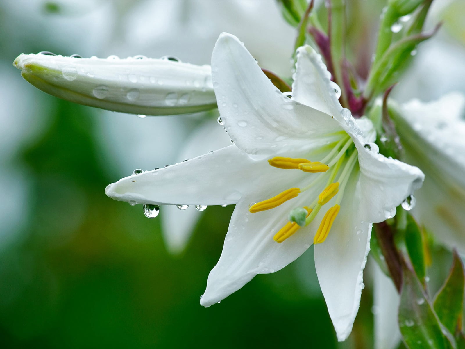 macro, blossom, flowering plant, freshness, drop, stamens, single Flower, blossoming, summer, leaf, flower Head, pollen, backgrounds, rain, flower, fragility, HD Wallpaper