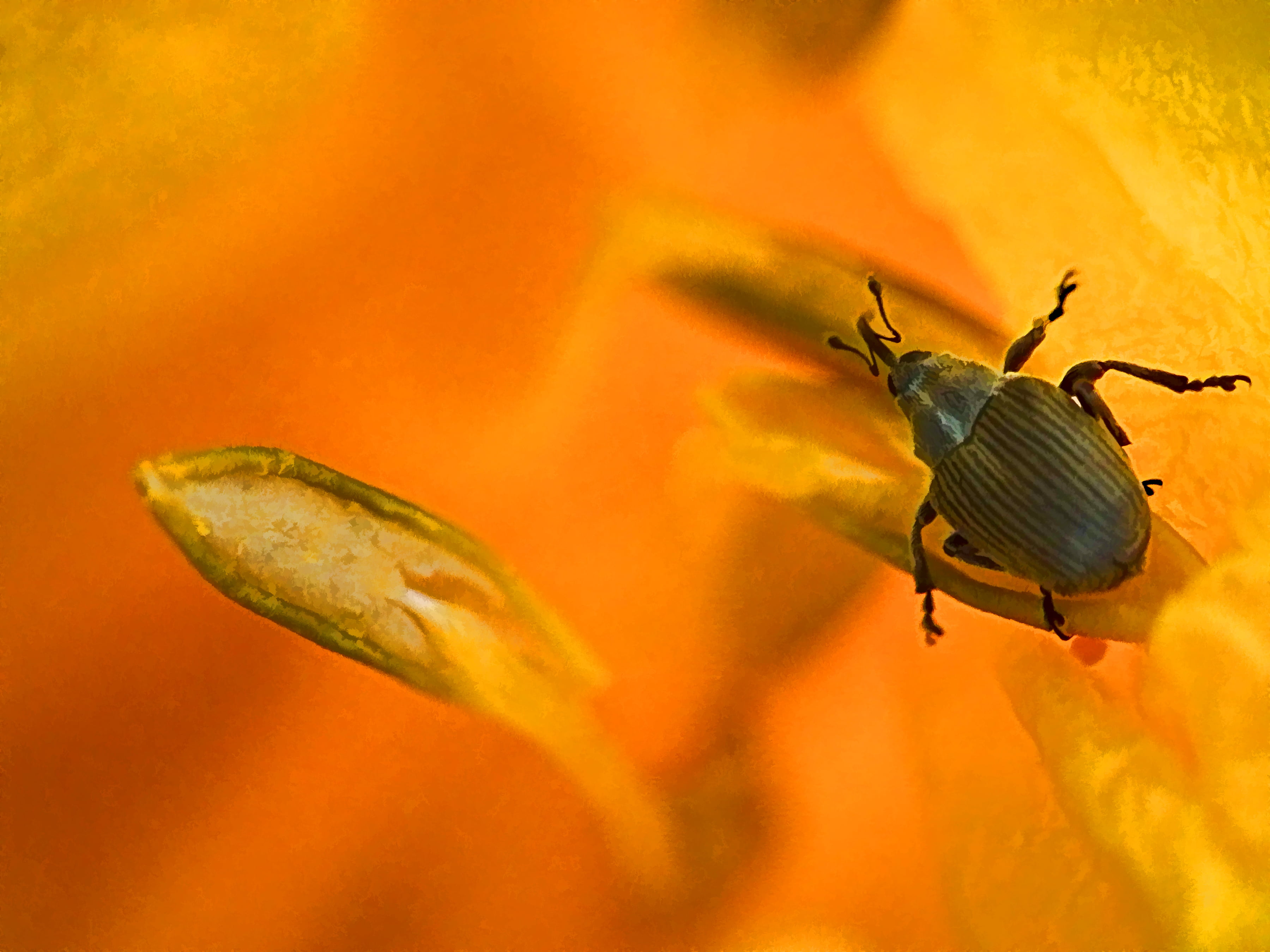 art, yellow, black, insect, macro, close-up, nature, orange, flower, legged, Fujifilm  hs10, beetle, animal, stamen, 2K, tiny, HD Wallpaper