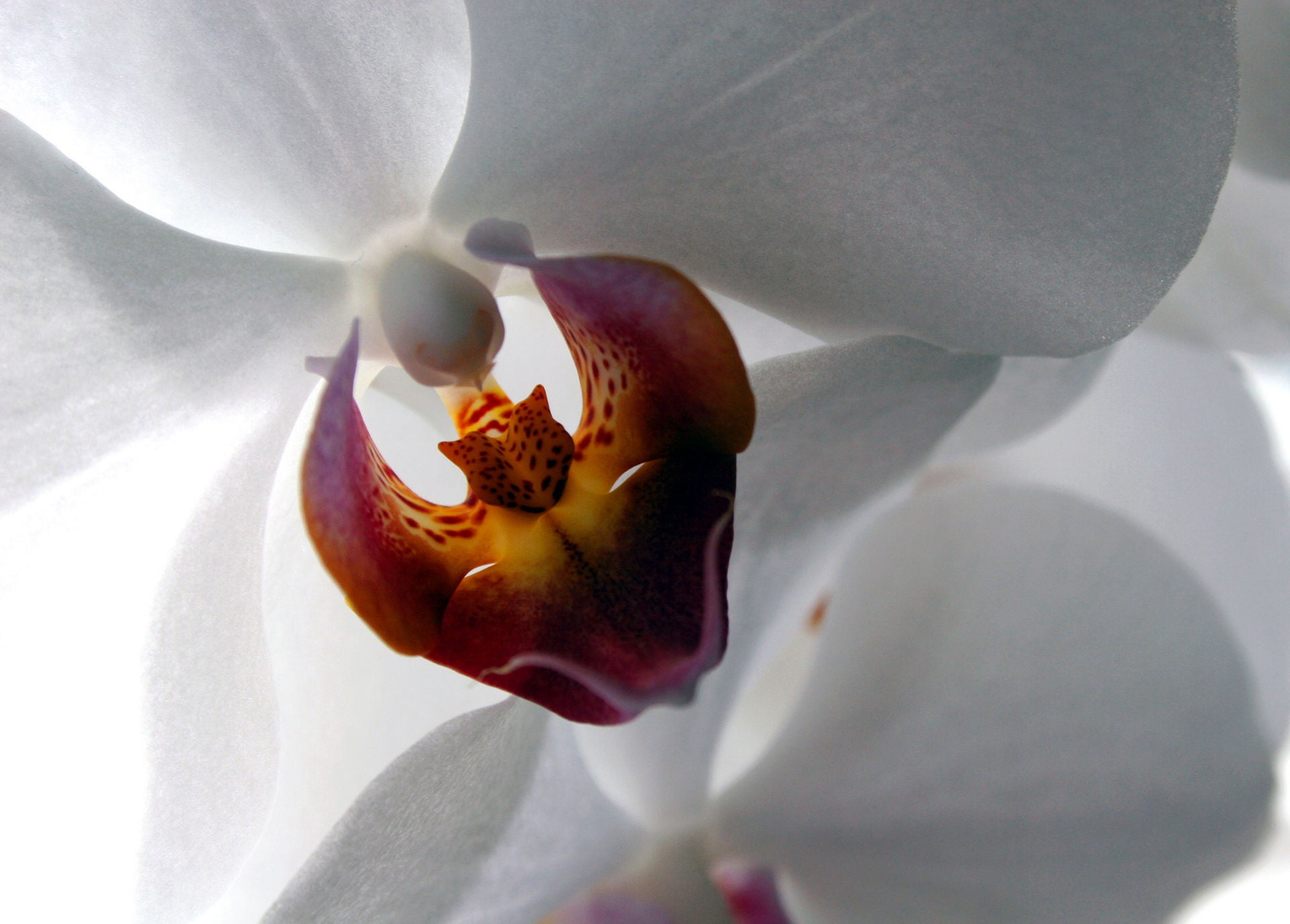 close-up, flowers, orchid, pollen, white, freshness, growth, petal, macro, white color, plant, outdoors, nature, vulnerability, stamen, moth, flower, no people, HD Wallpaper