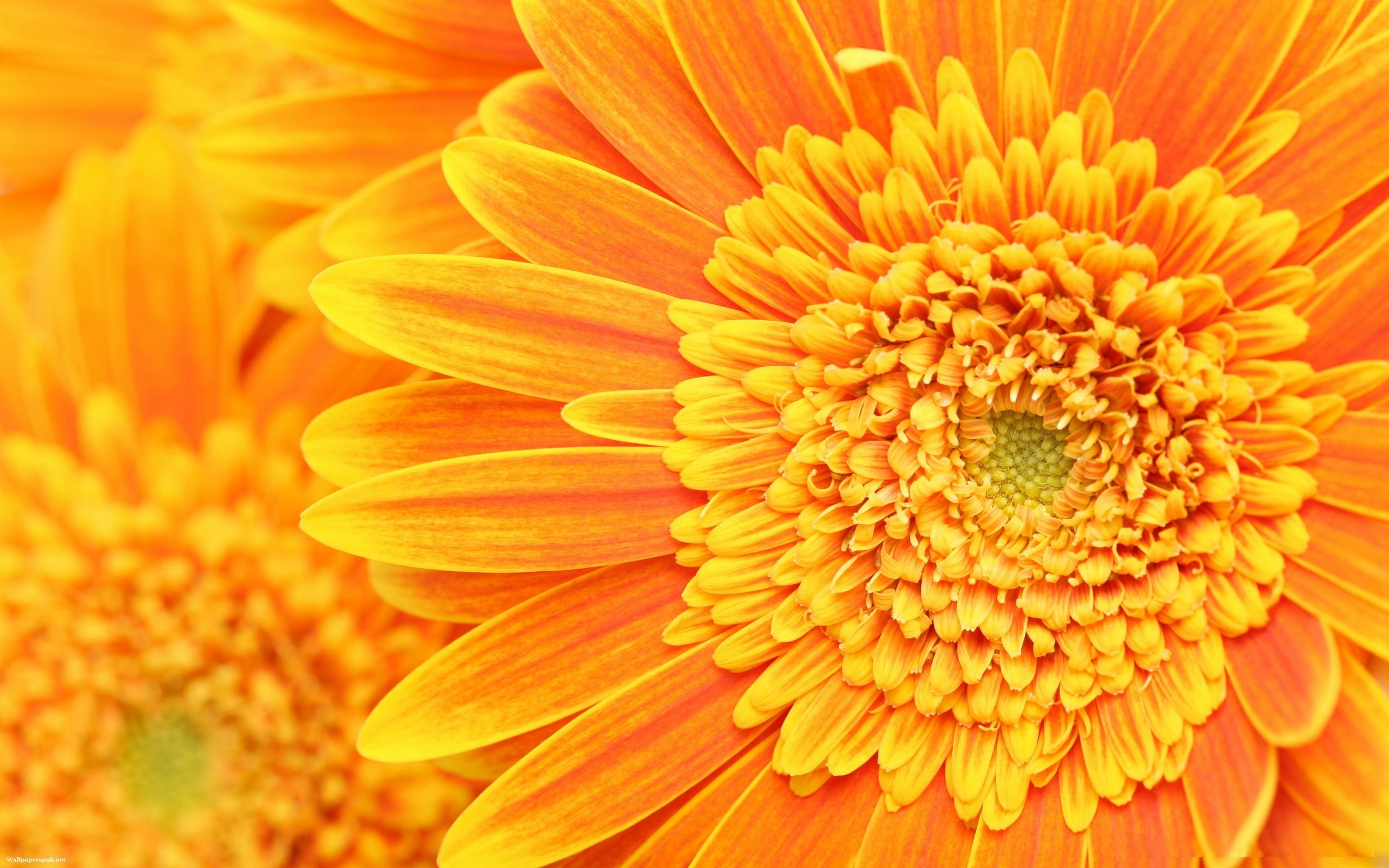 Orange, 2K, Petals, stamens, pistils, HD Wallpaper