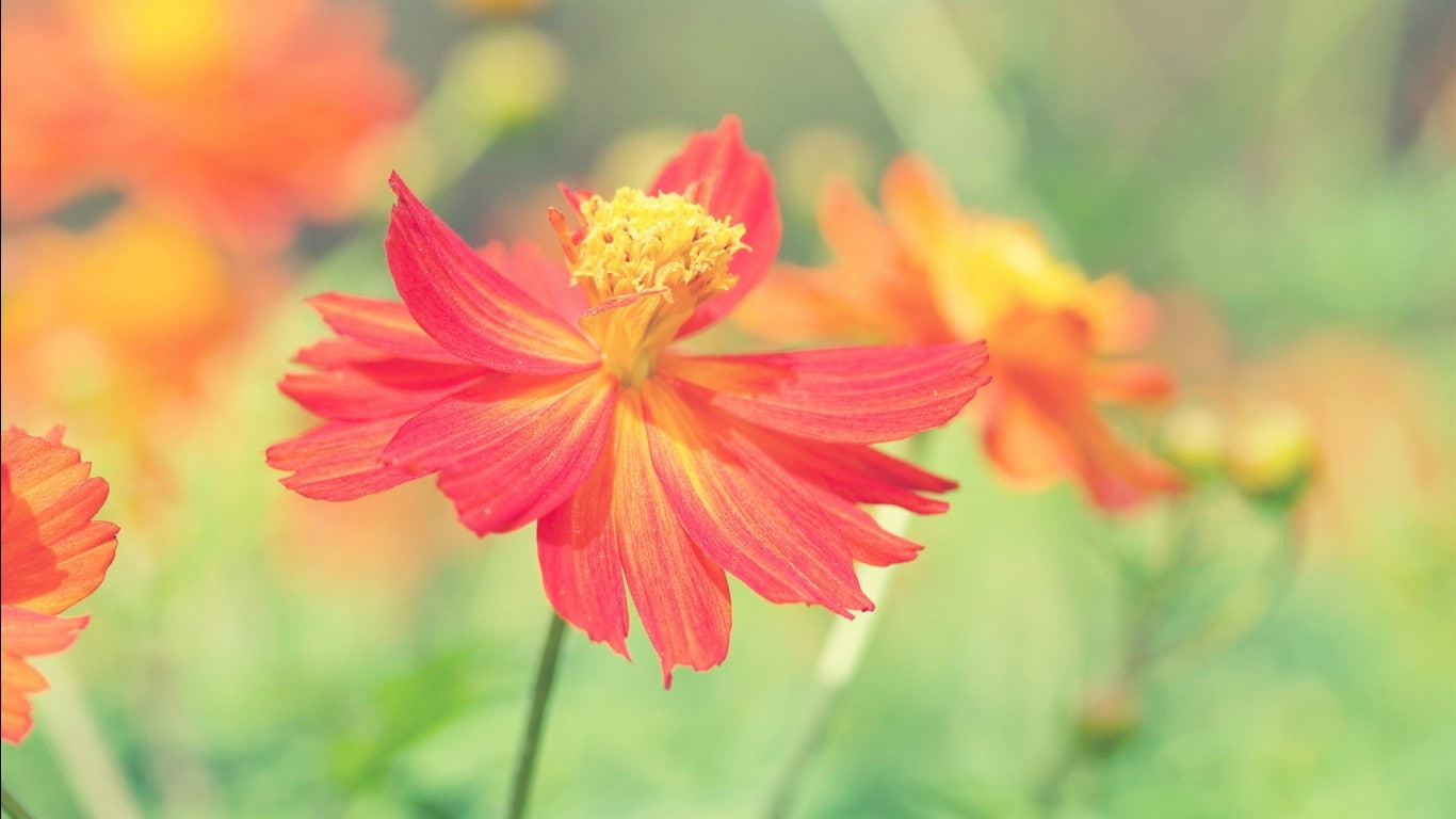 stamen, botany, flowers, orange color, plant, nature, vulnerability, flowering plant, petal, flower, day, flower head, growth, fragility, inflorescence, HD Wallpaper