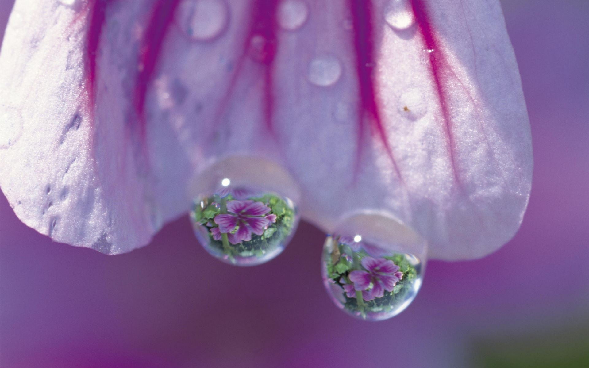 vulnerability, branch, season, green Color, fragility, close-up, 1080P, blossoming, water, freshness, raindrop, outdoors, illustration, formal Garden, HD Wallpaper