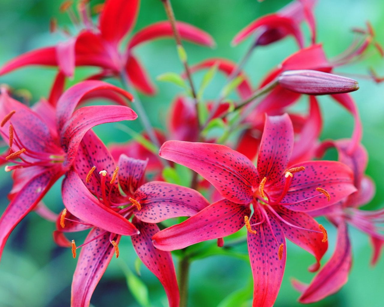 vulnerability, flower, outdoors, orchid, blossom, pink Color, beauty In Nature, pollen, decoration, flowers, red, 720P, colorful, growth, flowering plant, HD Wallpaper