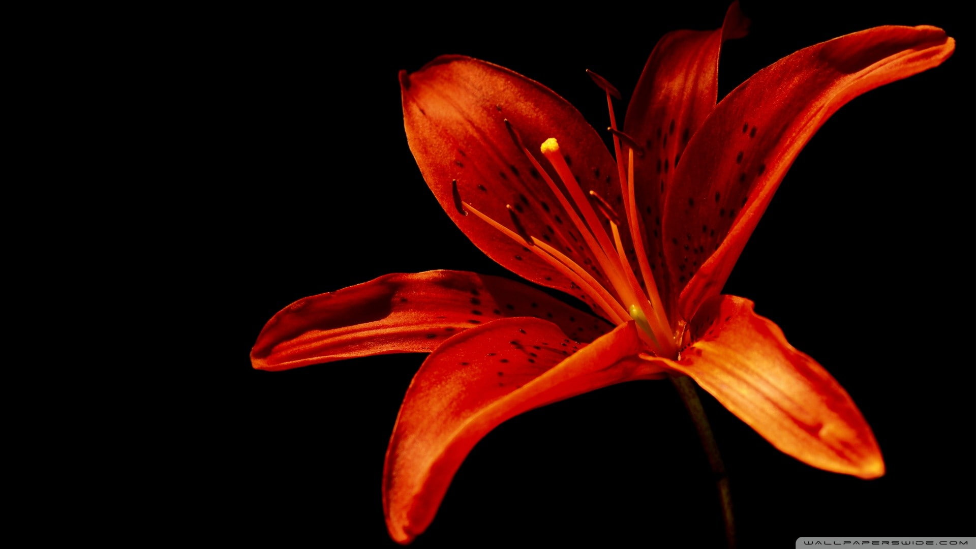 orange flowers, freshness, pollen, macro, stamen, flower head, no people, flowers, black background, nature, beauty in nature, inflorescence, flower, studio shot, HD Wallpaper