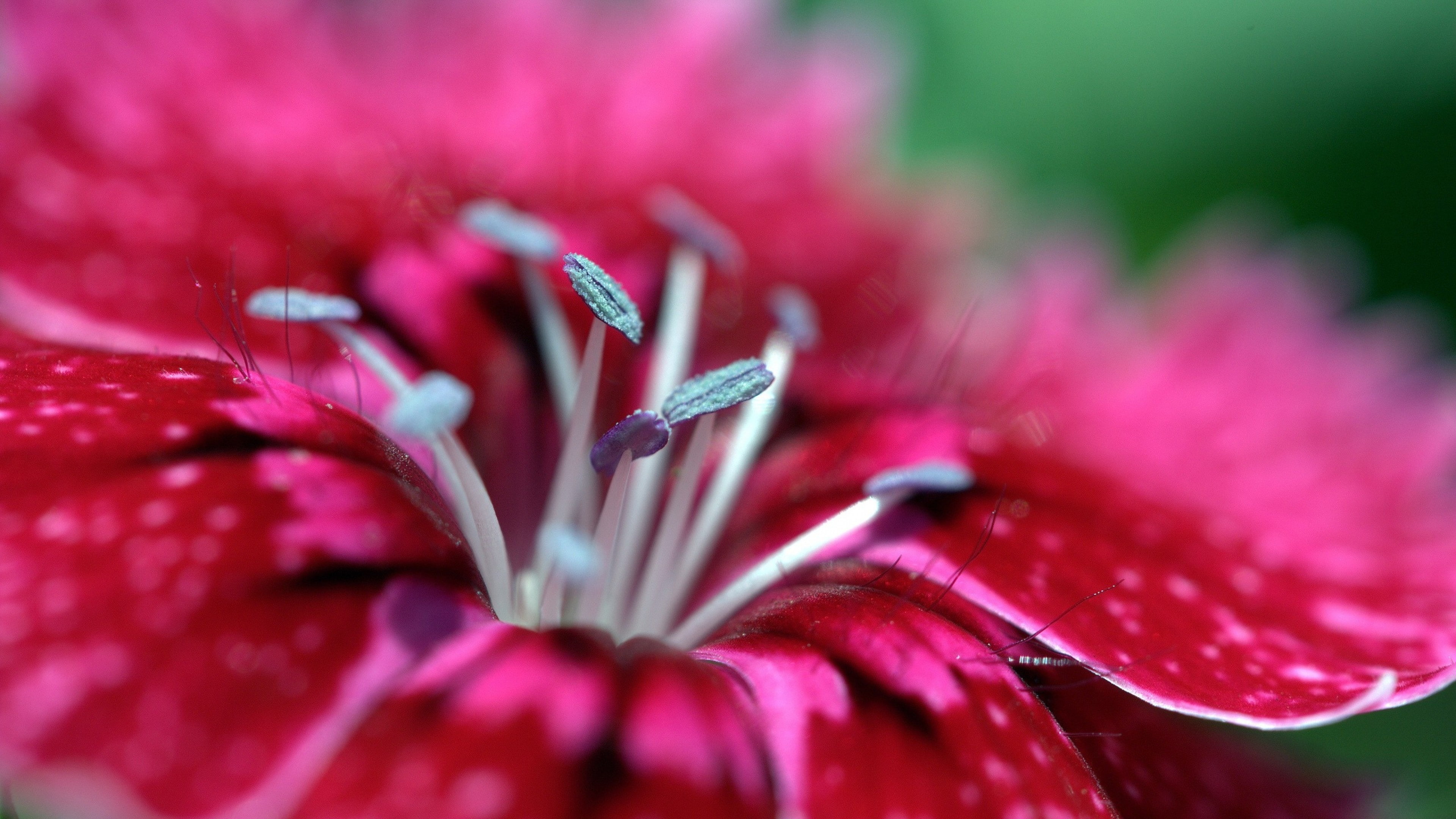 close-up, petal, nature, pink color, dew, freshness, flower head, day, softness, vulnerability, stamen, selective focus, growth, pollen, outdoors, flower, HD Wallpaper