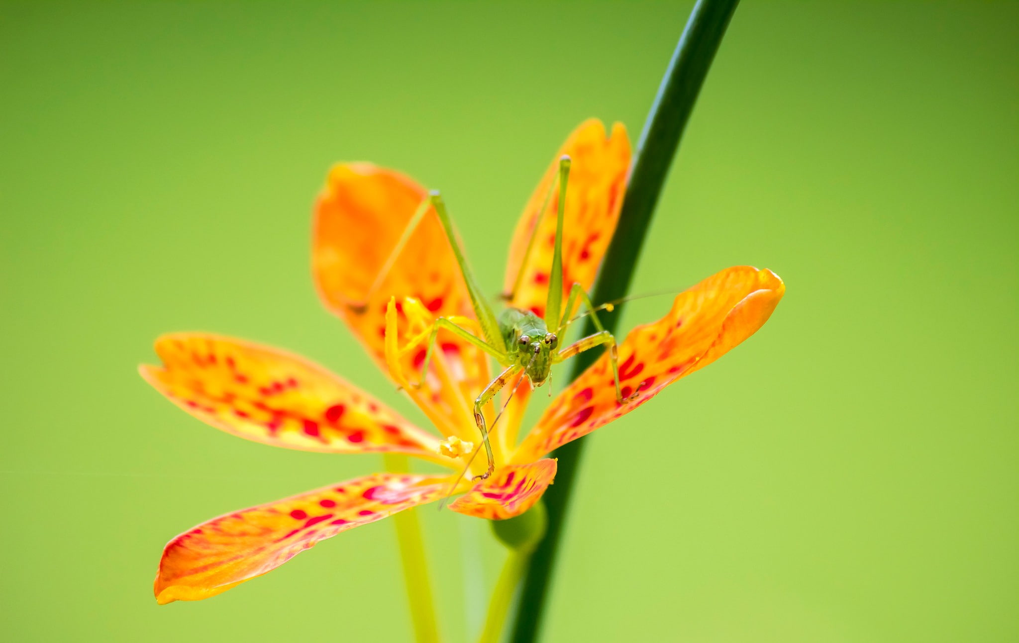stamen, inflorescence, pollen, insect, flower, growth, macro, nature, no people, close-up, flowering plant, 1080P, freshness, selective focus, colored background, HD Wallpaper