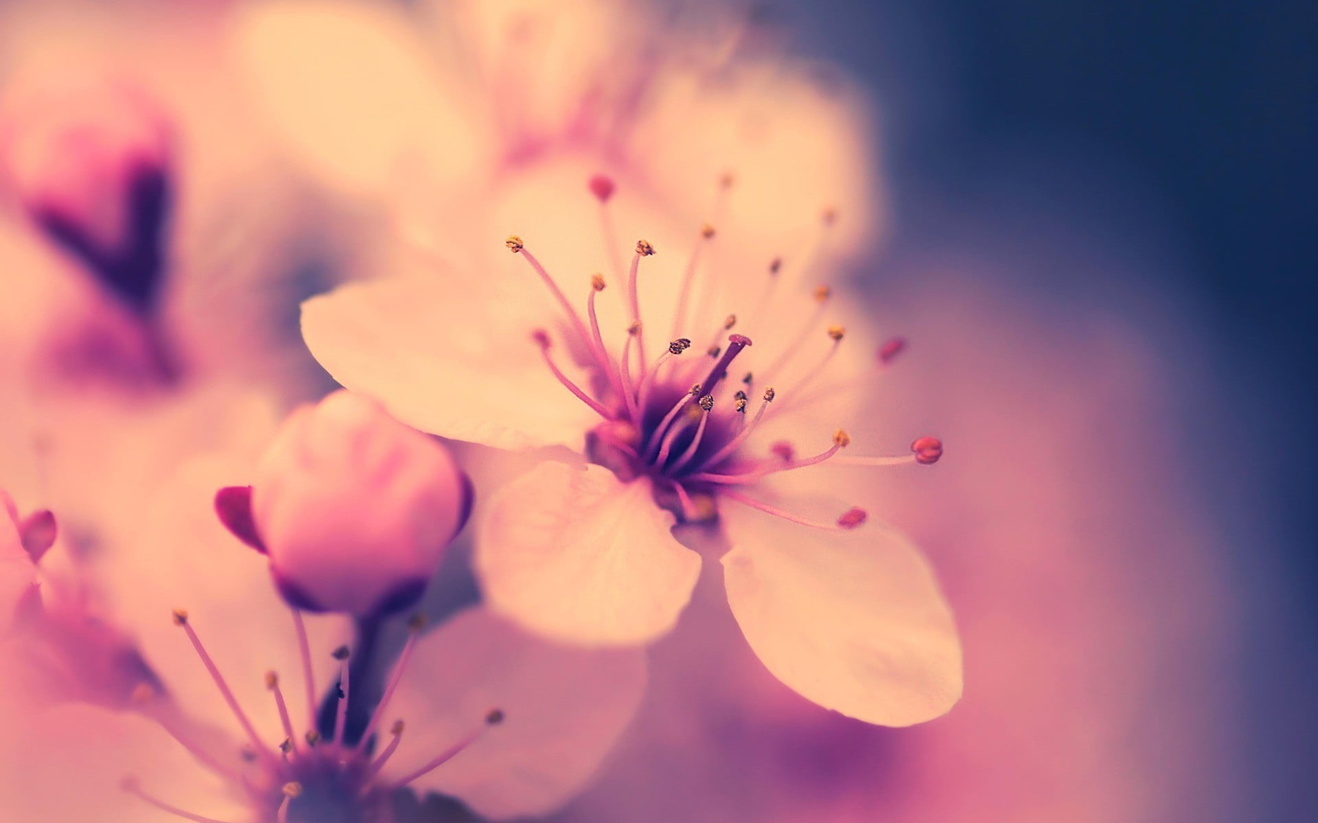 nature, freshness, beauty in nature, outdoors, flowering plant, pollen, flowers, plant, flower, petal, plants, vulnerability, purple, close-up, blossom, HD Wallpaper