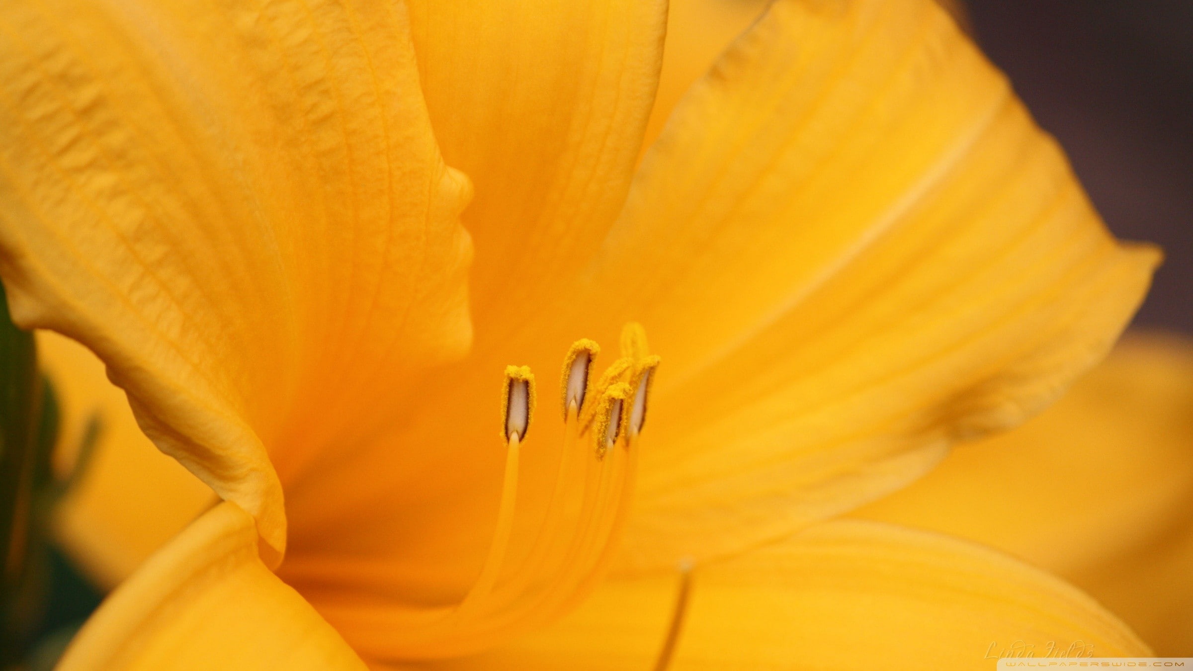 orange color, petal, flowering plant, fragility, vulnerability, no people, plant, nature, 1080P, flower, flower head, growth, close-up, freshness, yellow, HD Wallpaper