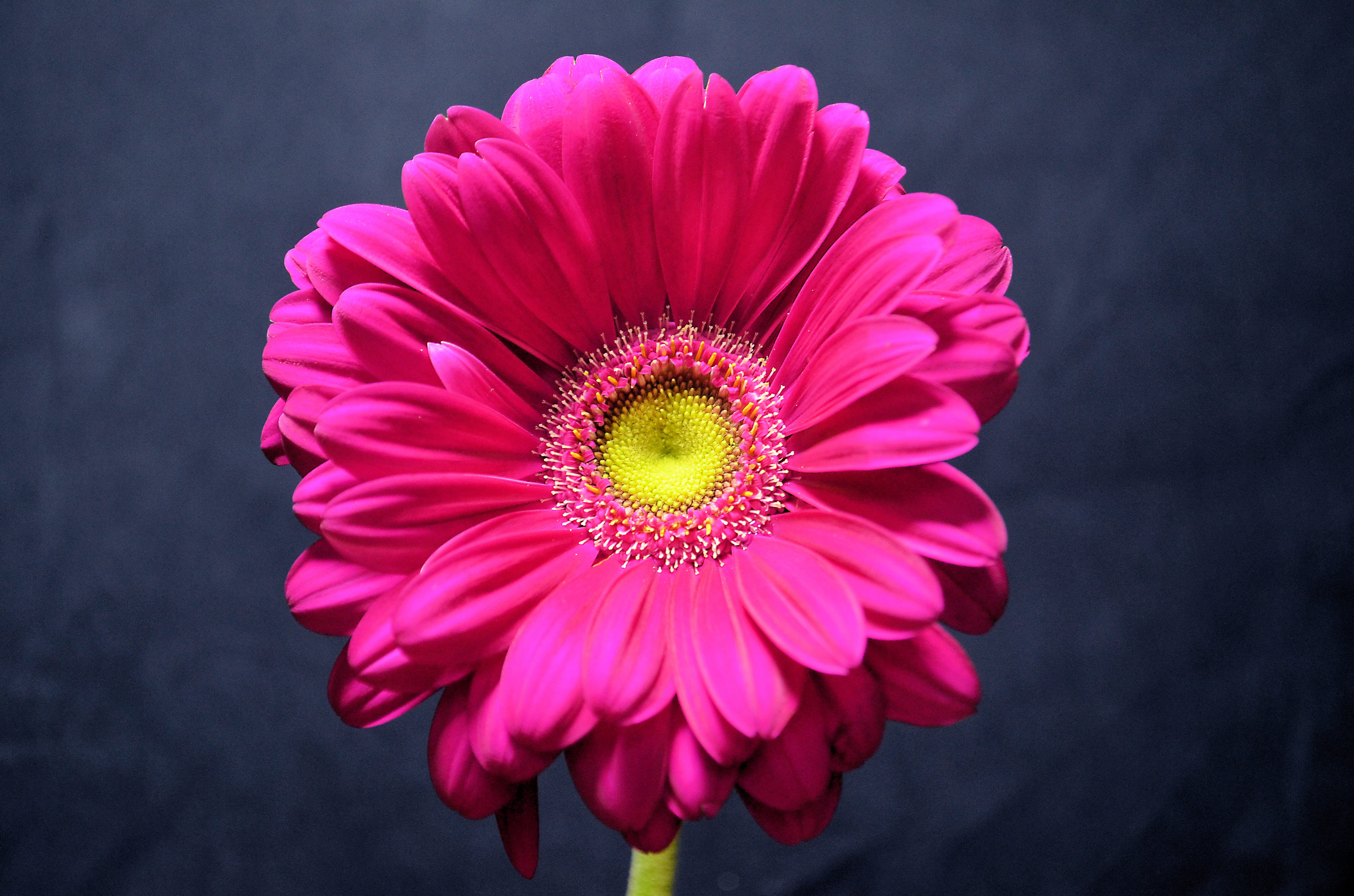 nature, 4K, garden, flowering plant, photography, pink, petals, blossom, stamen, petal, close-up, inflorescence, blooming, pink color, floral, botanical, HD Wallpaper
