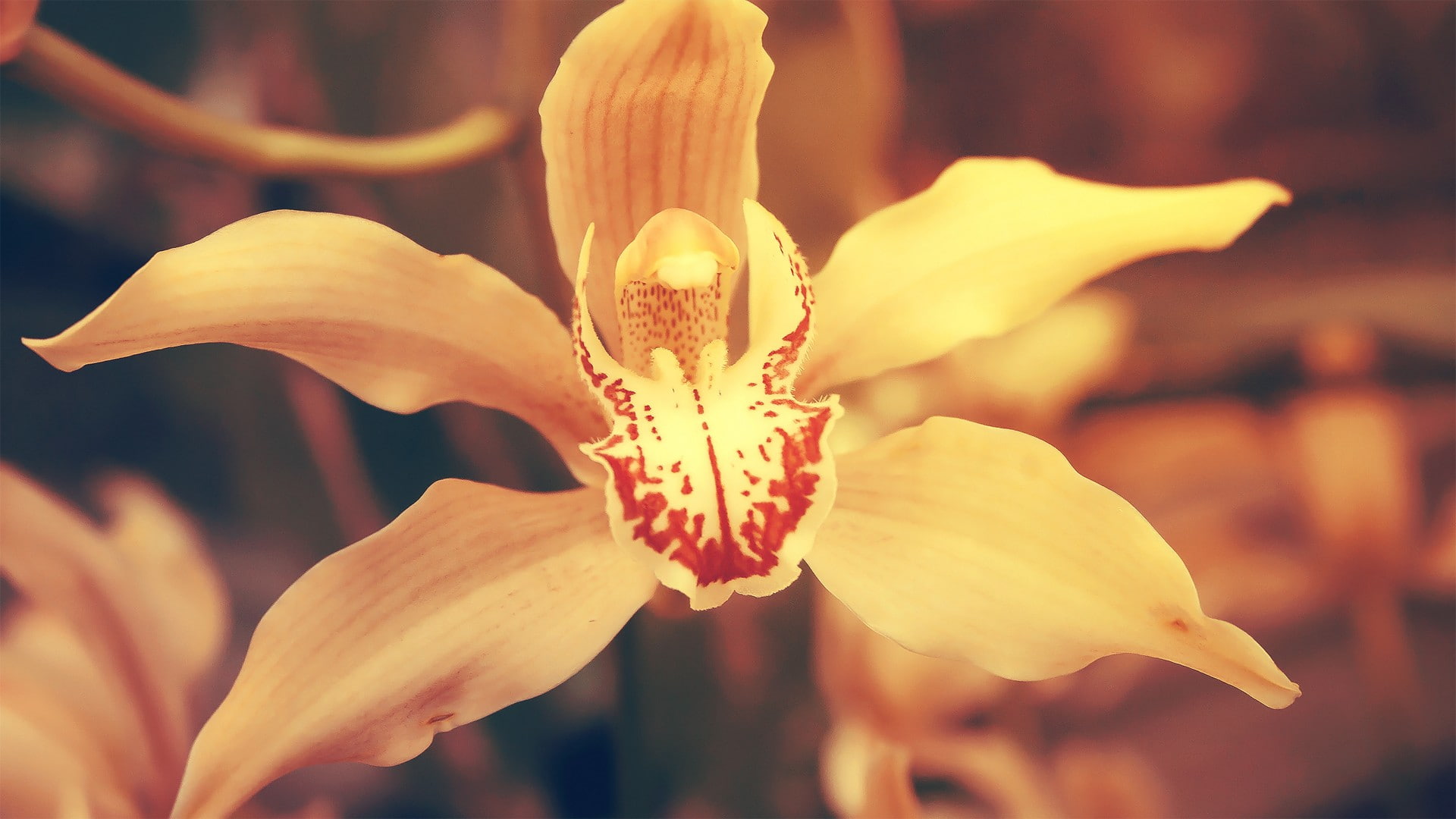 fragility, 1080P, pollen, macro, petal, beauty in nature, flower, growth, no people, focus on foreground, outdoors, nature, lily, springtime, plant, stamen, HD Wallpaper