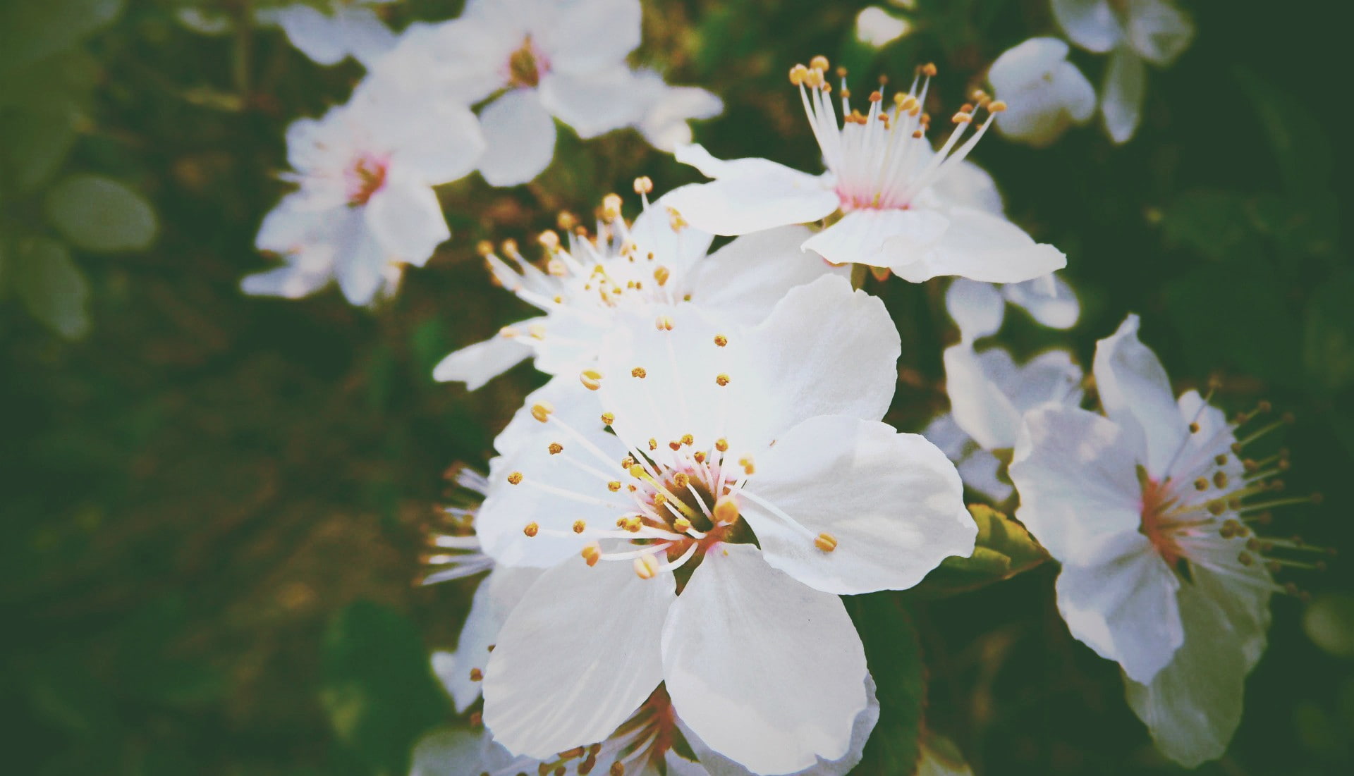 inflorescence, white color, pollen, vulnerability, beauty in nature, flower head, blossom, growth, day, cherry blossom, plant, stamen, bunch of flowers, HD Wallpaper