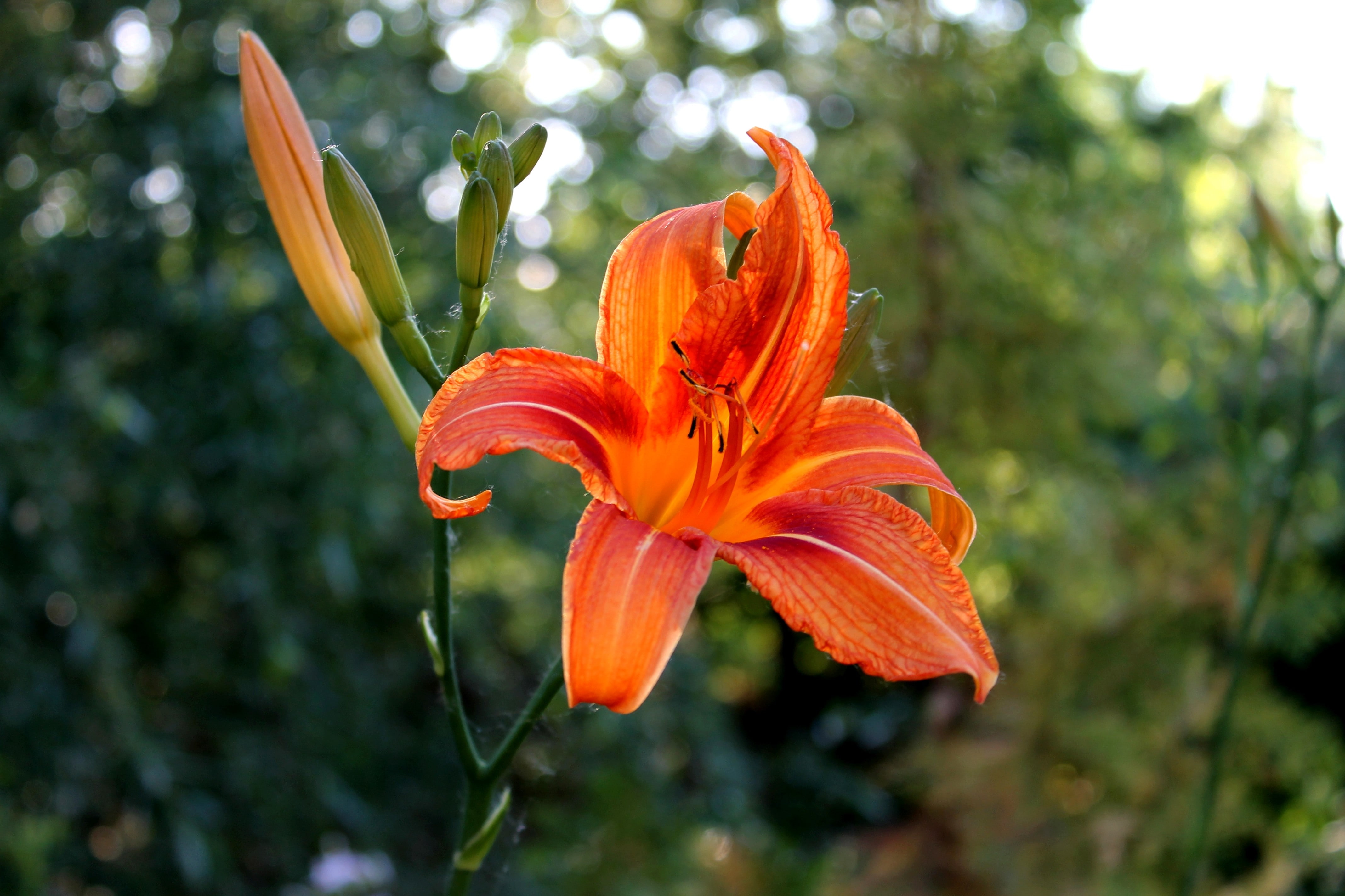 springtime, 4K, day lily, no people, focus on foreground, flowers, fragility, nature, flowering plant, botany, pollen, macro, outdoors, lily, vulnerability, HD Wallpaper